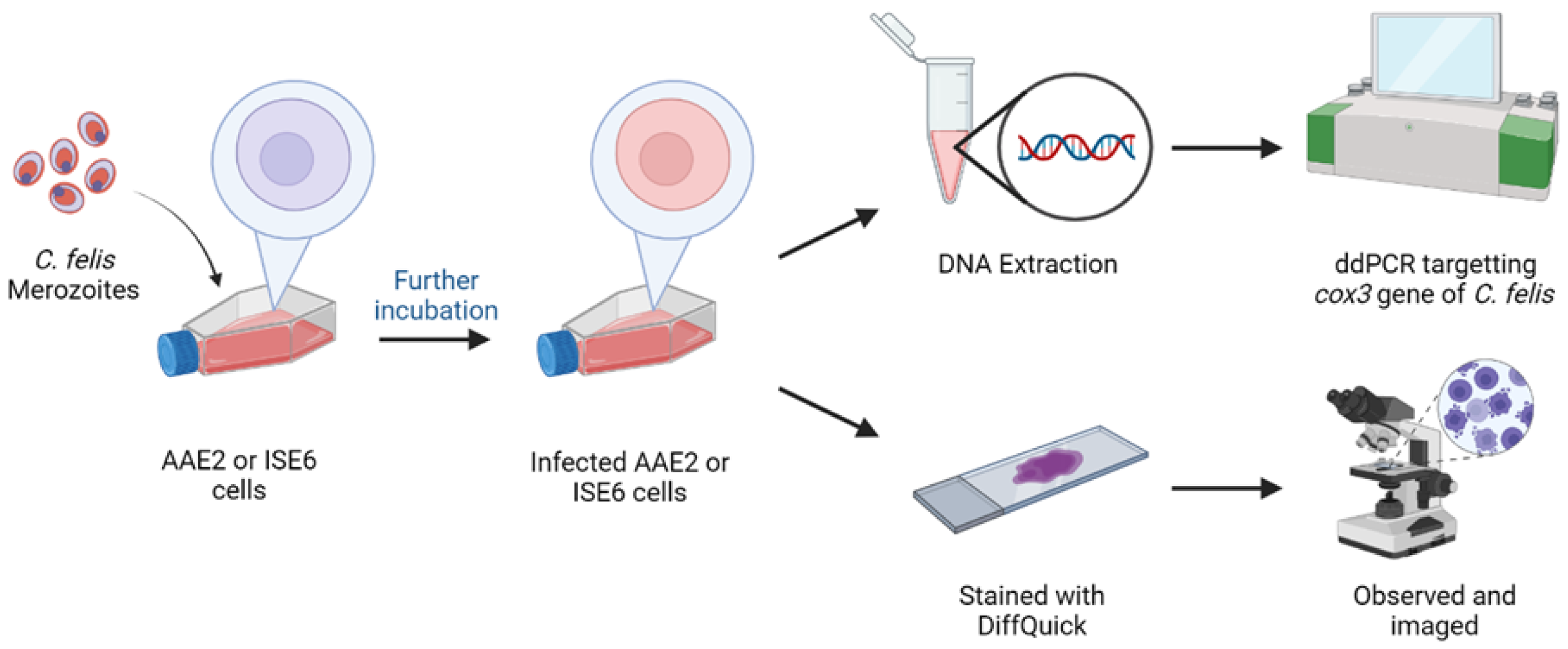 Pathogens 13 00565 g002