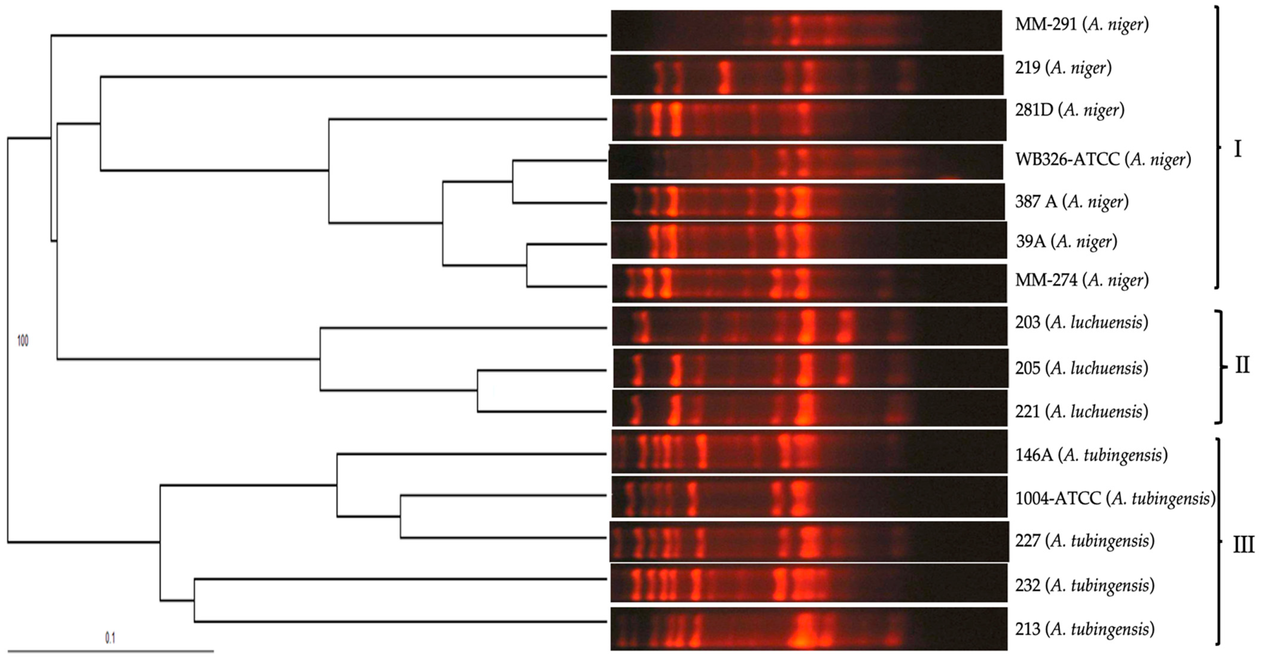 Pathogens 13 00574 g006 Pathogens 13 00574 g006