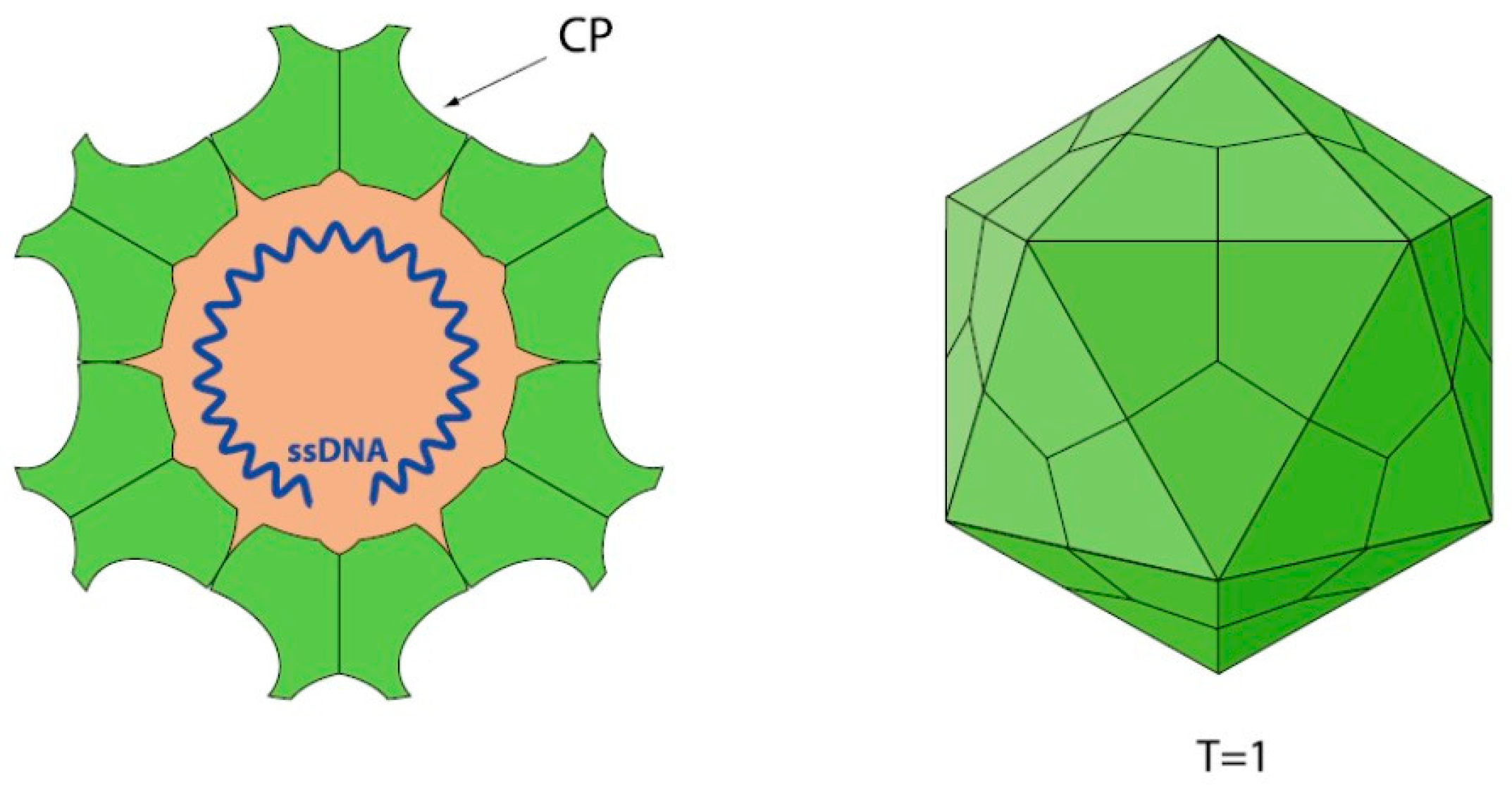 Pathogens 13 00625 g001 Pathogens 13 00625 g001