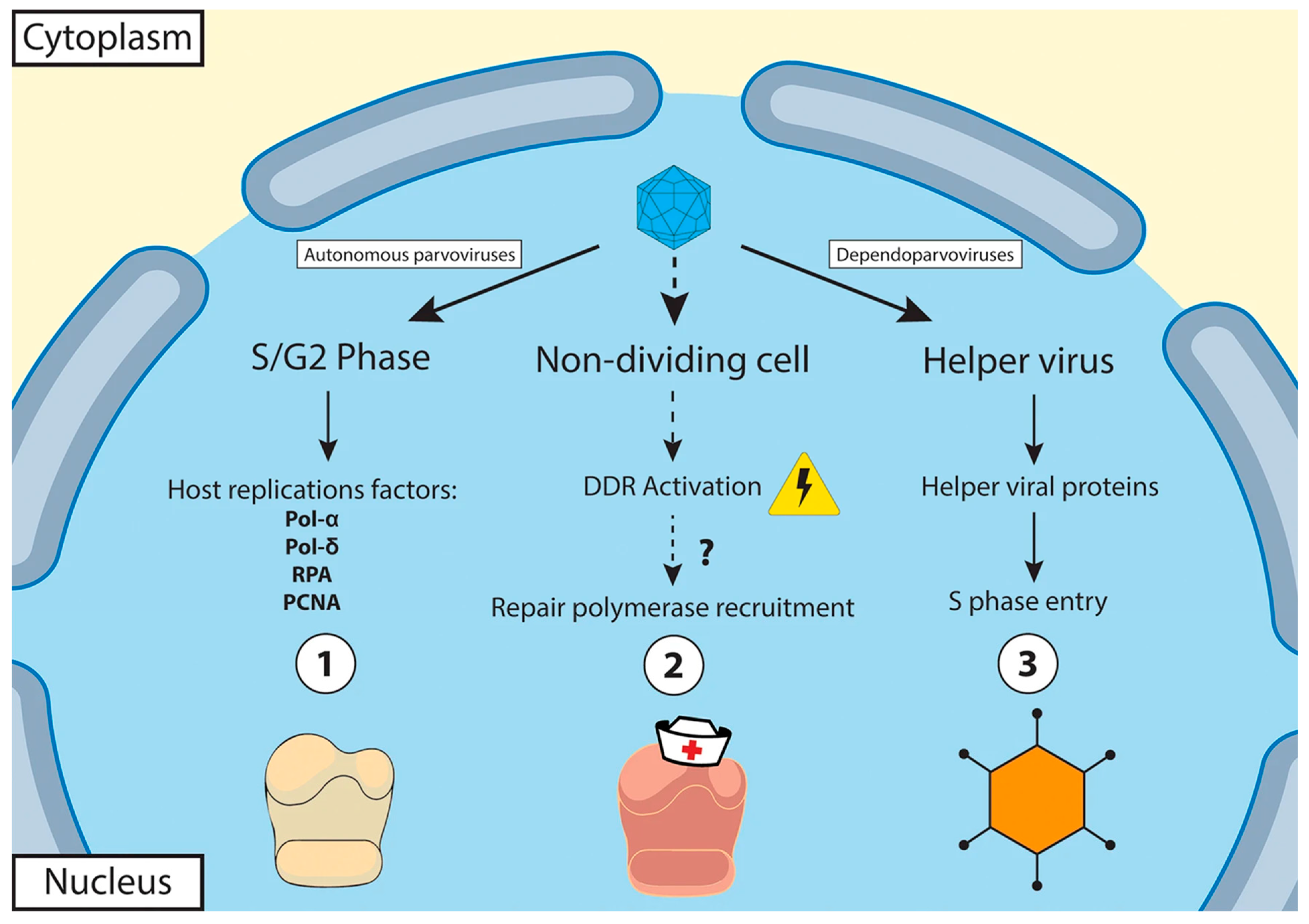 Pathogens 13 00625 g005 Pathogens 13 00625 g005