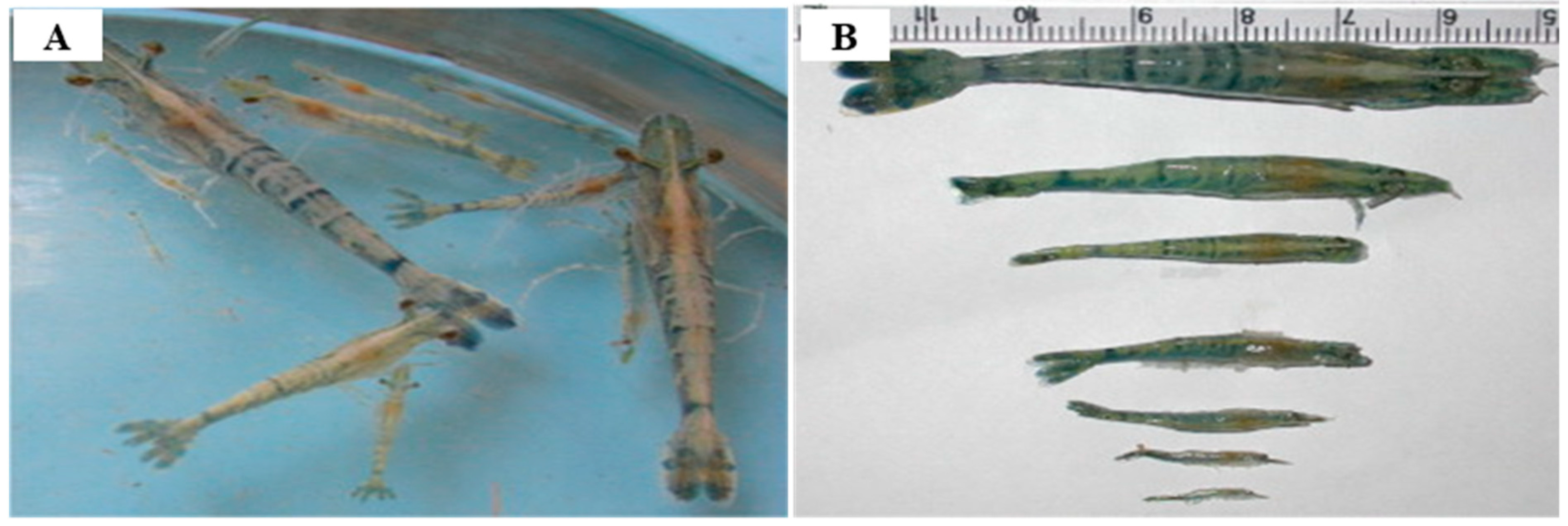 Pathogens 13 00625 g007 Pathogens 13 00625 g007