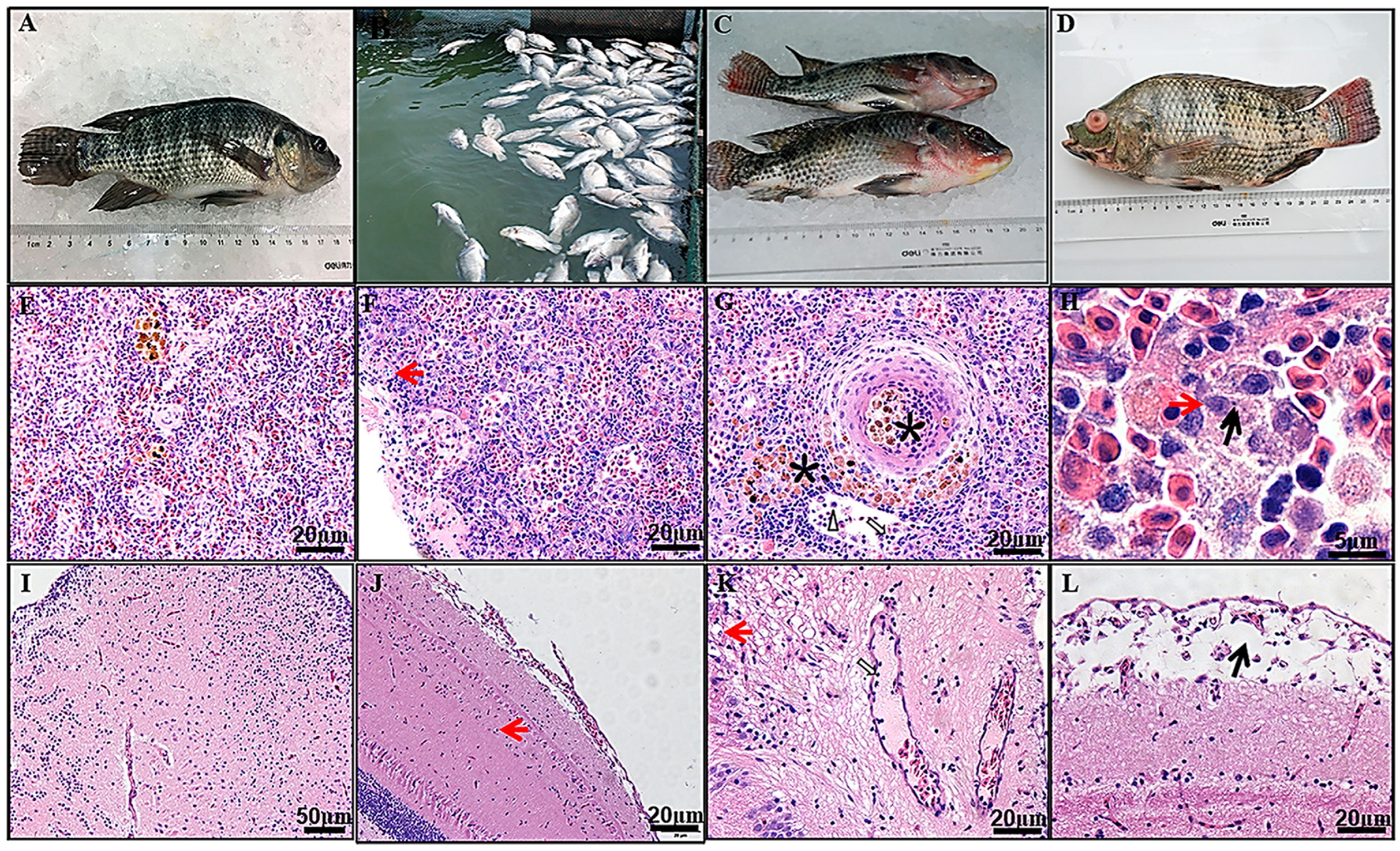 Pathogens 13 00625 g008 Pathogens 13 00625 g008
