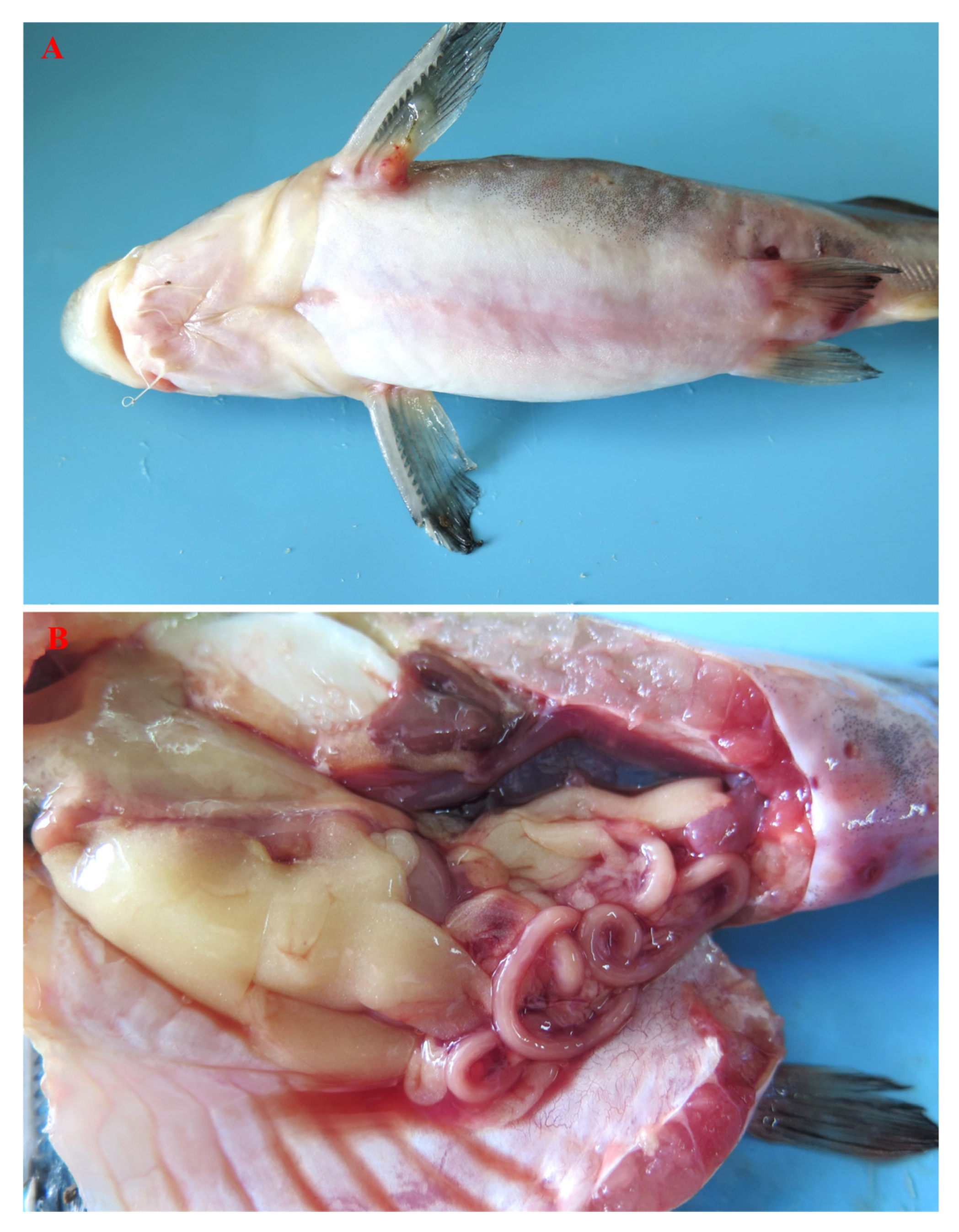 Pathogens 13 00647 g001 Pathogens 13 00647 g001