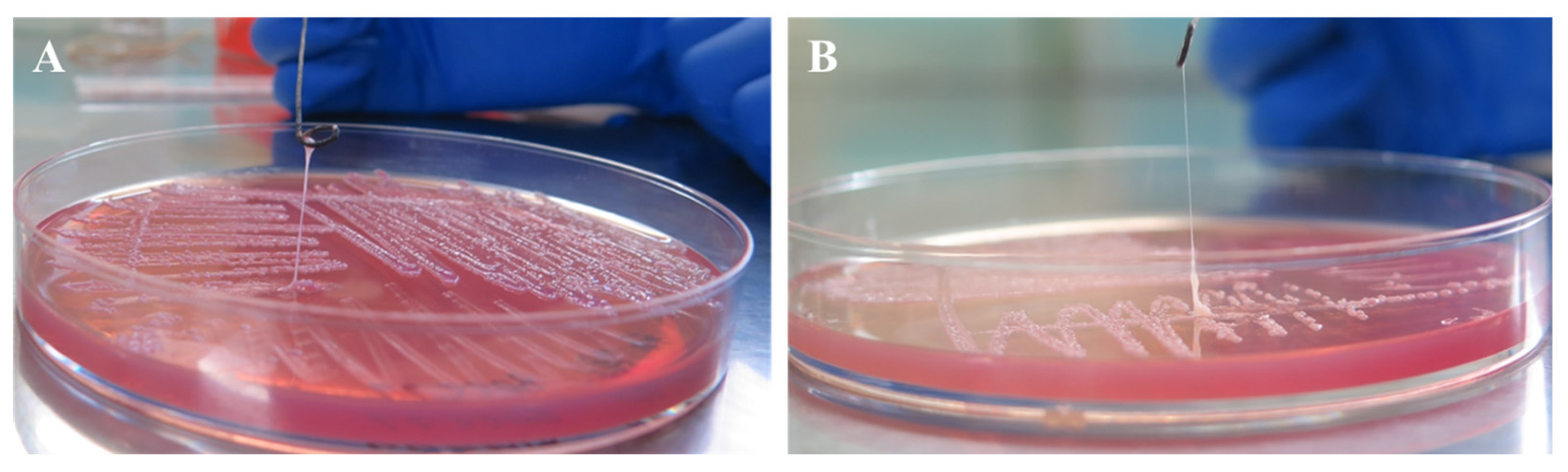 Pathogens 13 00647 g004 Pathogens 13 00647 g004