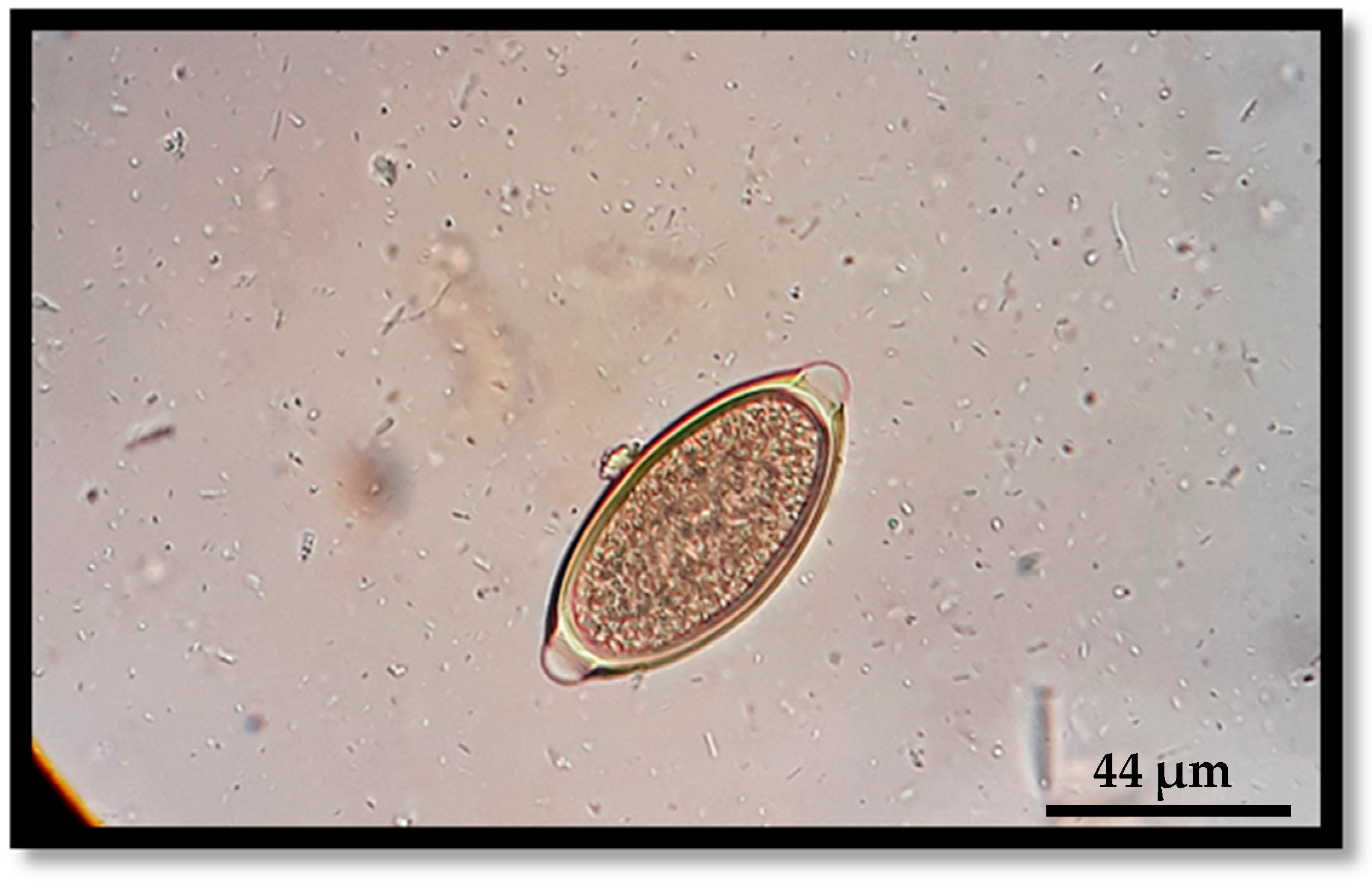 Pathogens 13 00648 g004