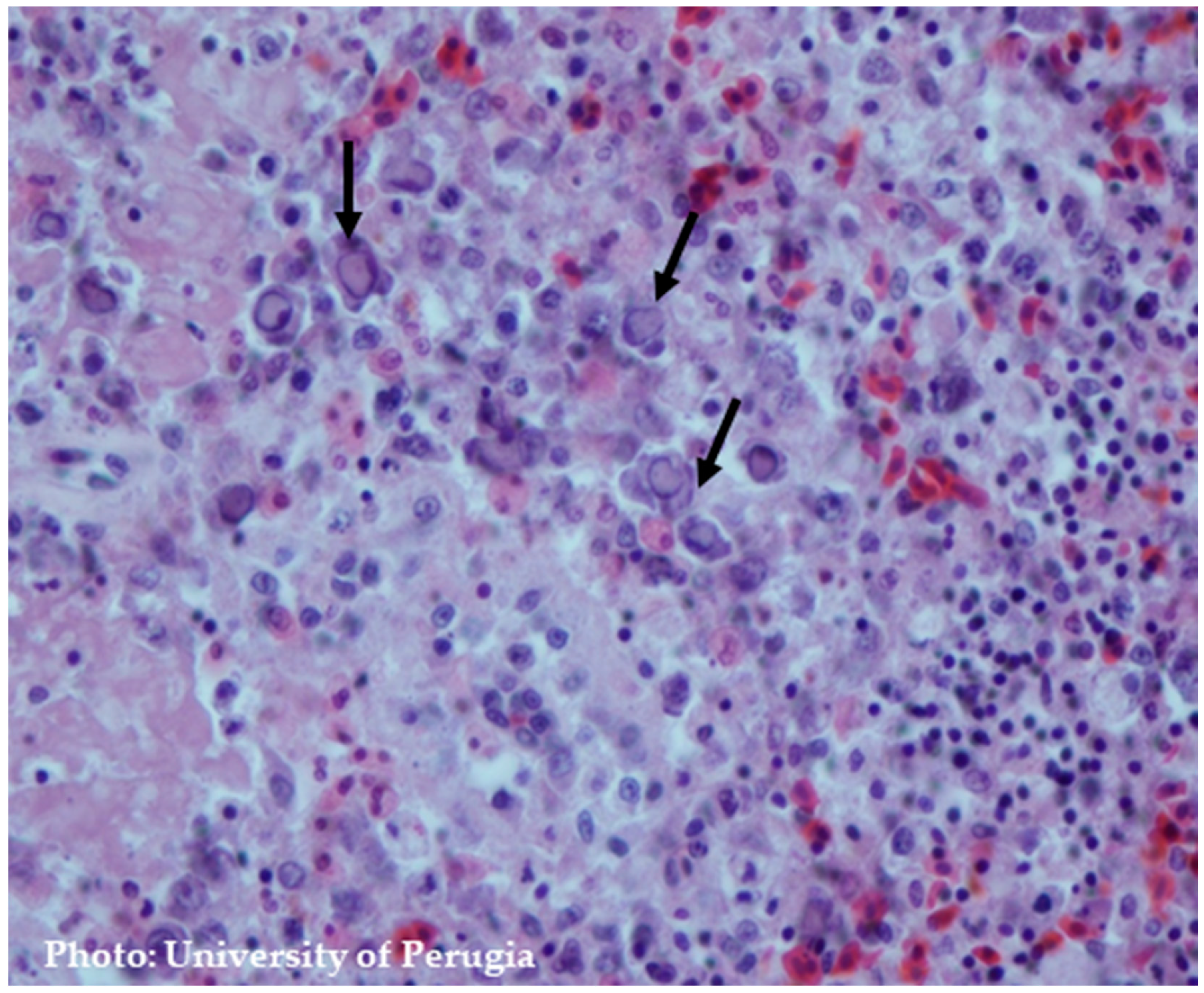 Pathogens 13 00663 g005