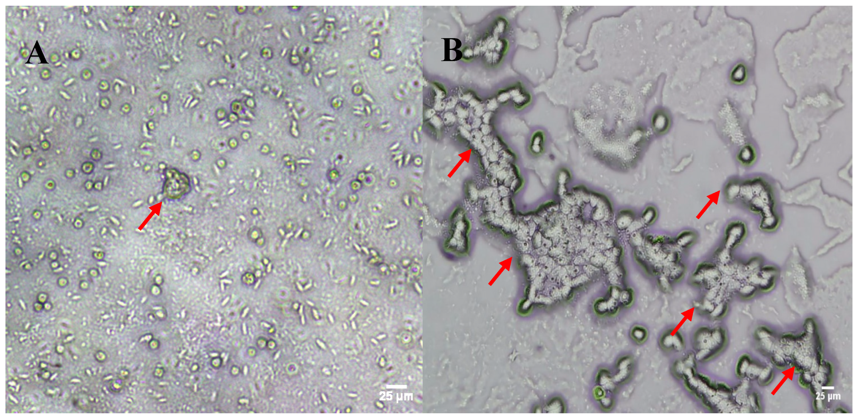 Pathogens 13 00665 g001