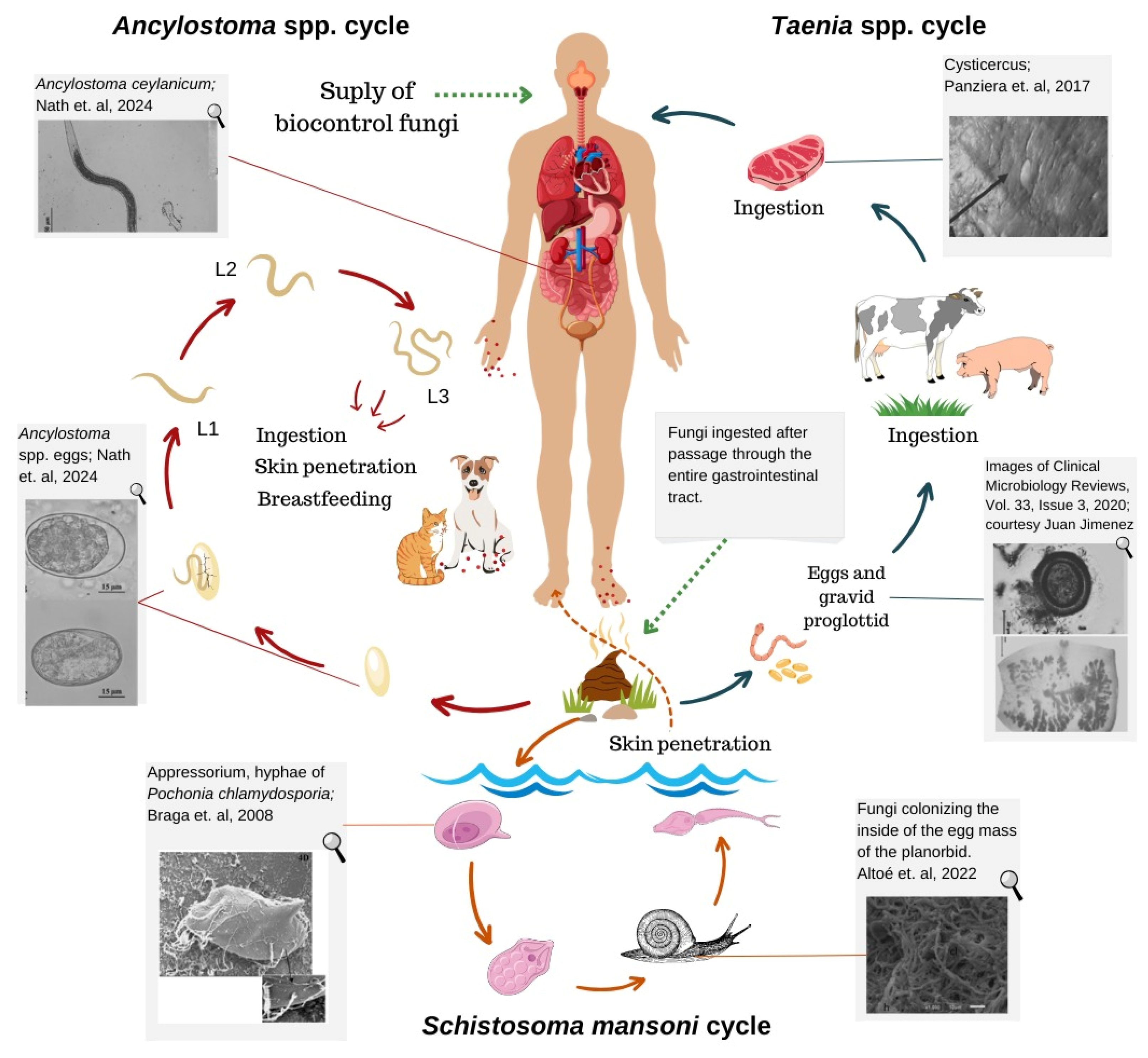 Pathogens 13 00741 g001