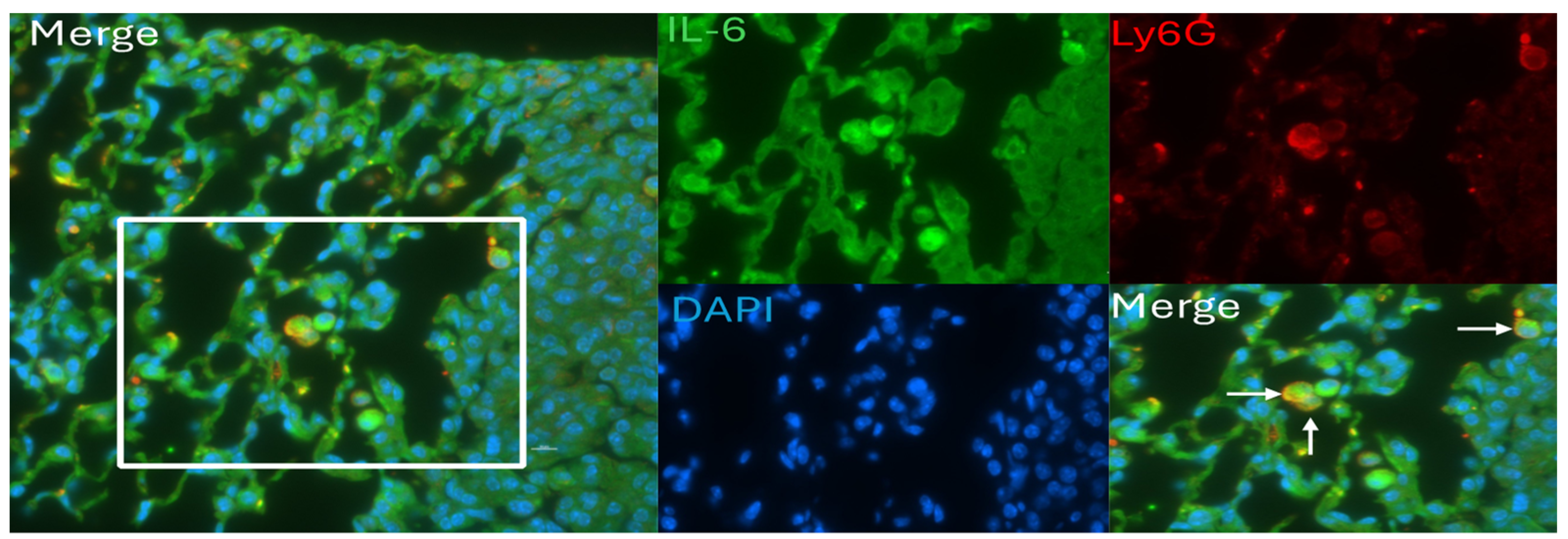 Pathogens 13 00747 g008