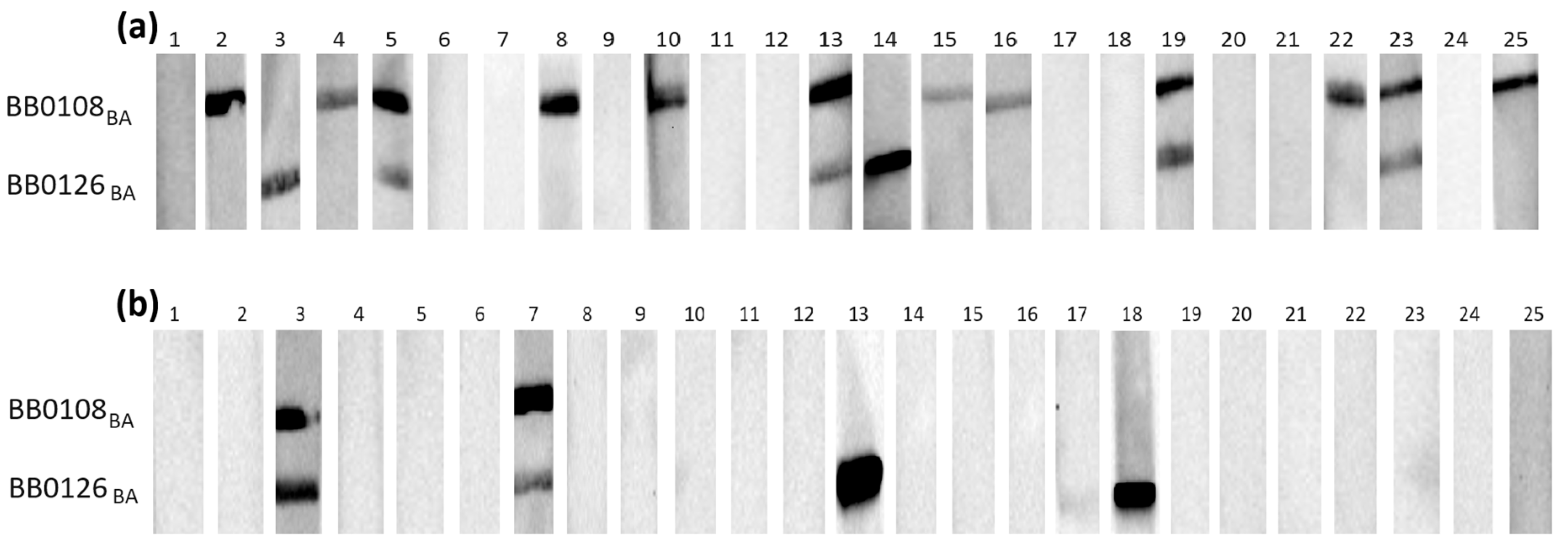 Pathogens 13 00767 g001