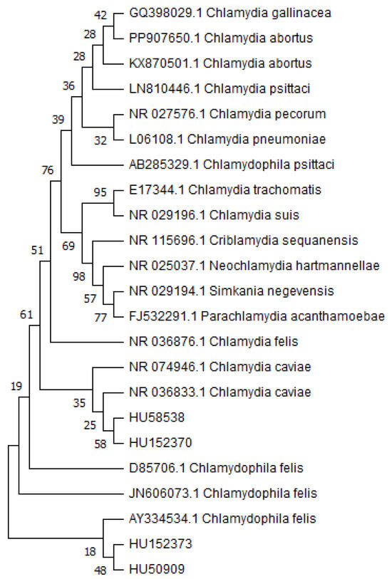 The Occurrence of Chlamydia felis in Cats and Dogs in Hungary