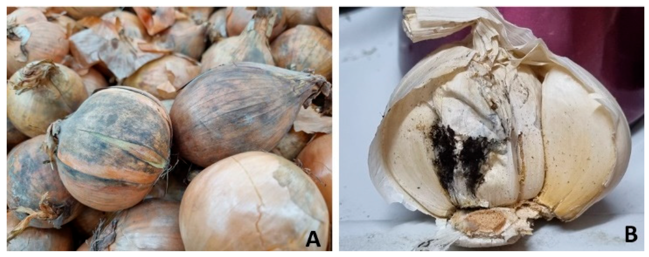 Pathogens 13 00813 g001 Pathogens 13 00813 g001