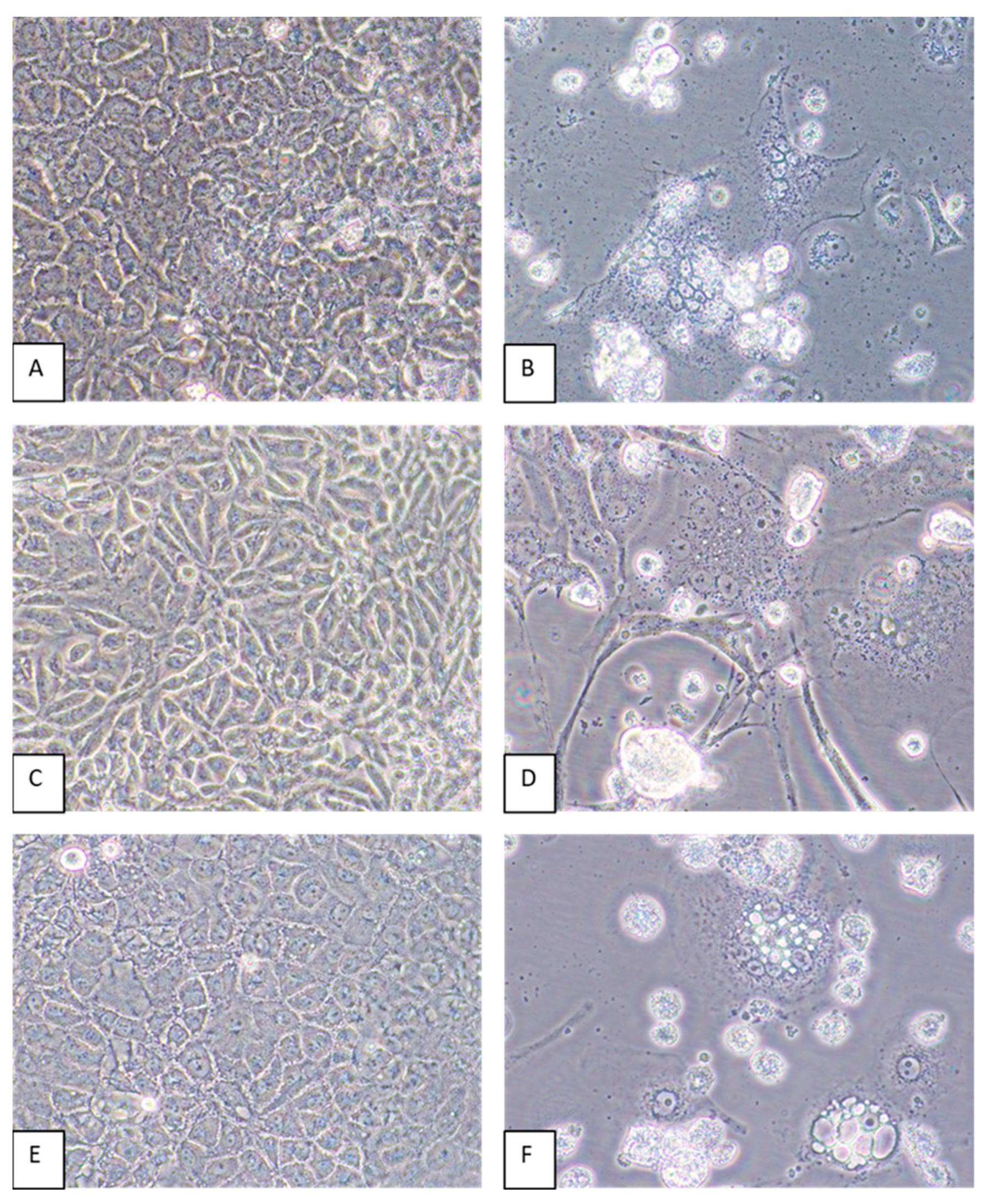 Pathogens 13 00831 g004