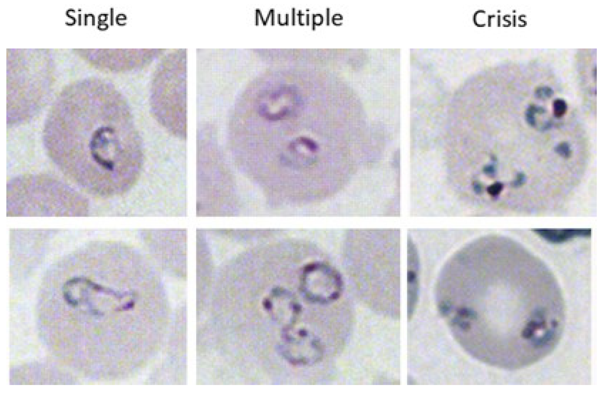 Pathogens 13 00858 g001