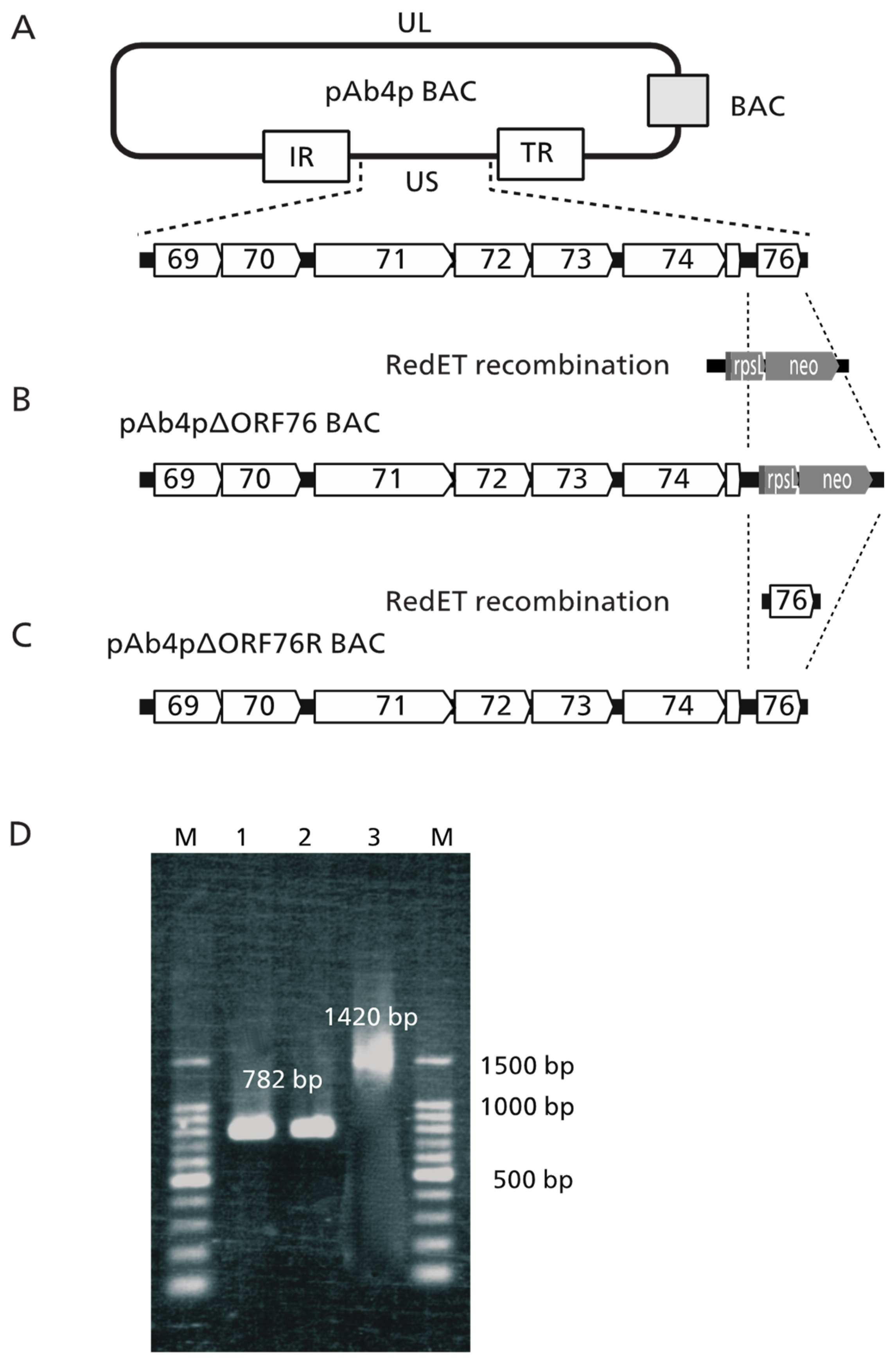 Pathogens 13 00865 g001 Pathogens 13 00865 g001