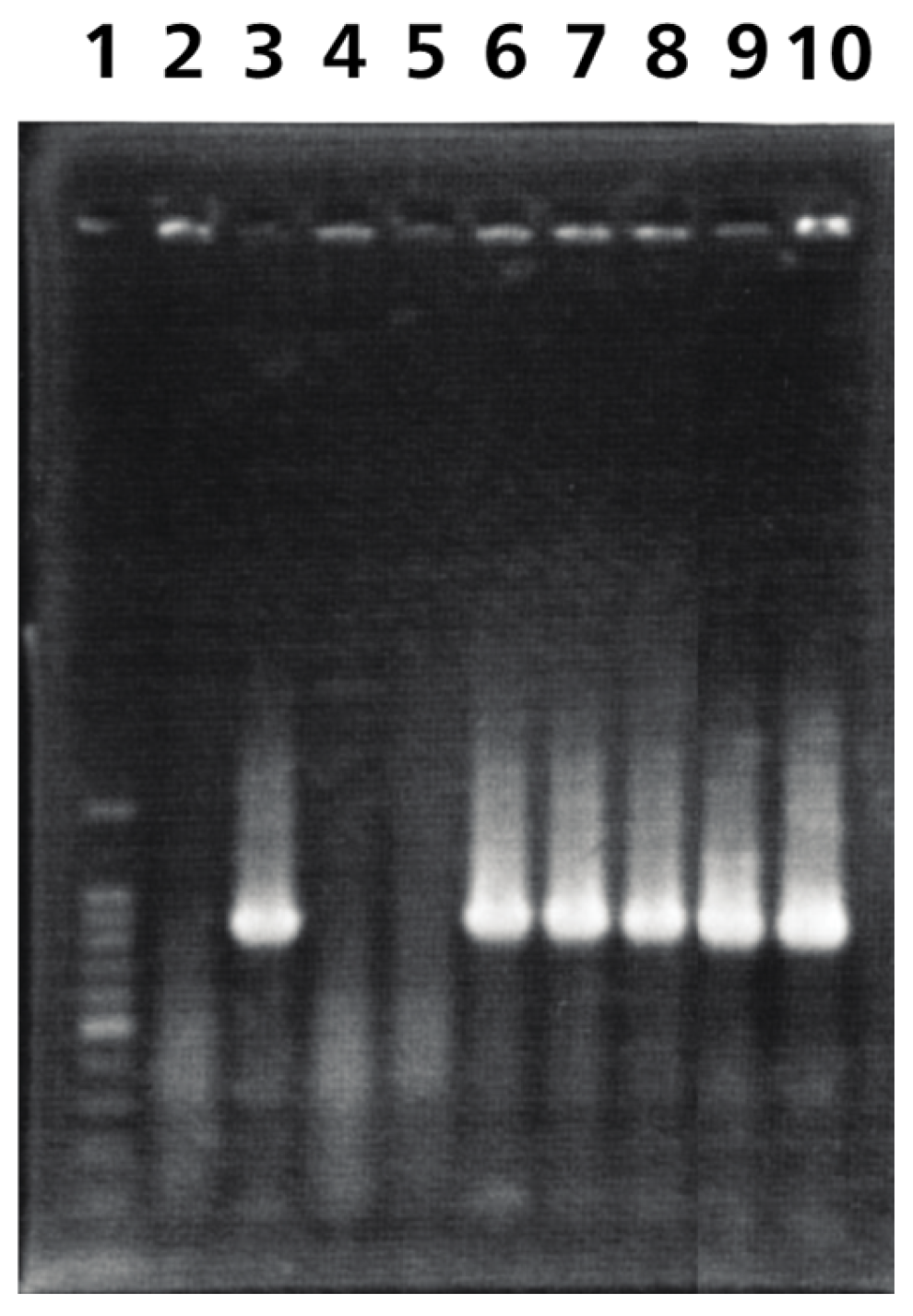 Pathogens 13 00865 g007 Pathogens 13 00865 g007