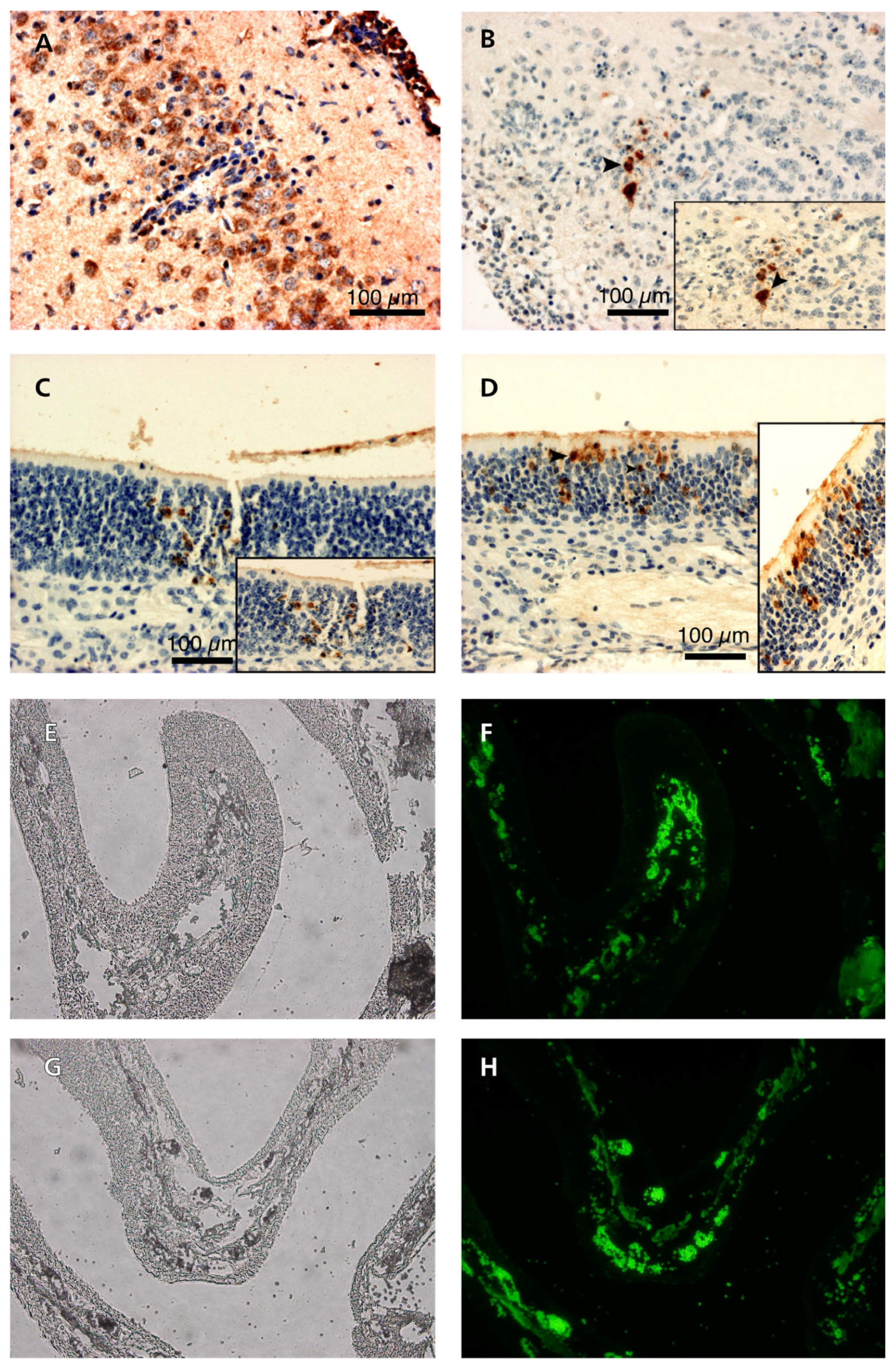 Pathogens 13 00865 g009 Pathogens 13 00865 g009