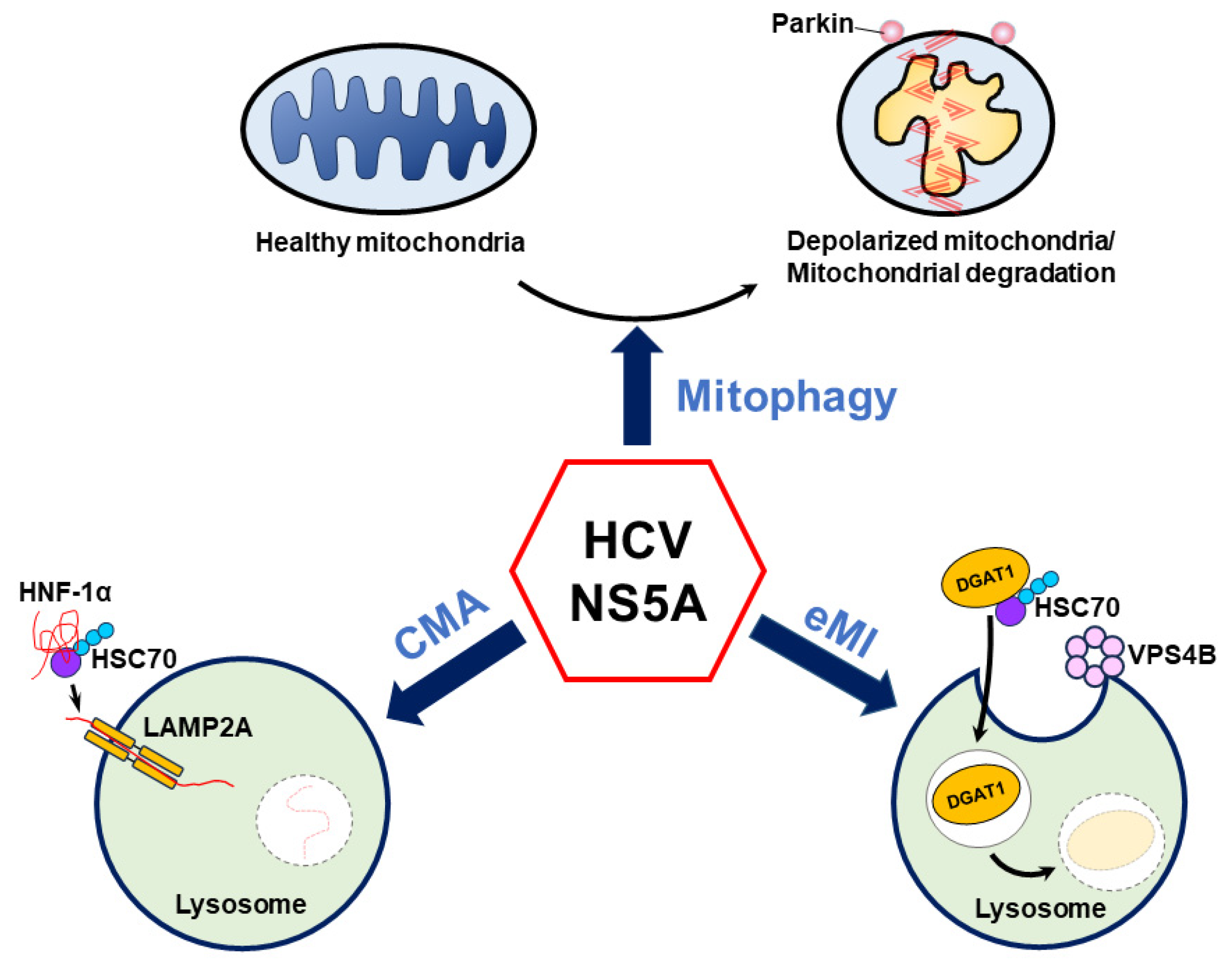 Pathogens 13 00980 g004