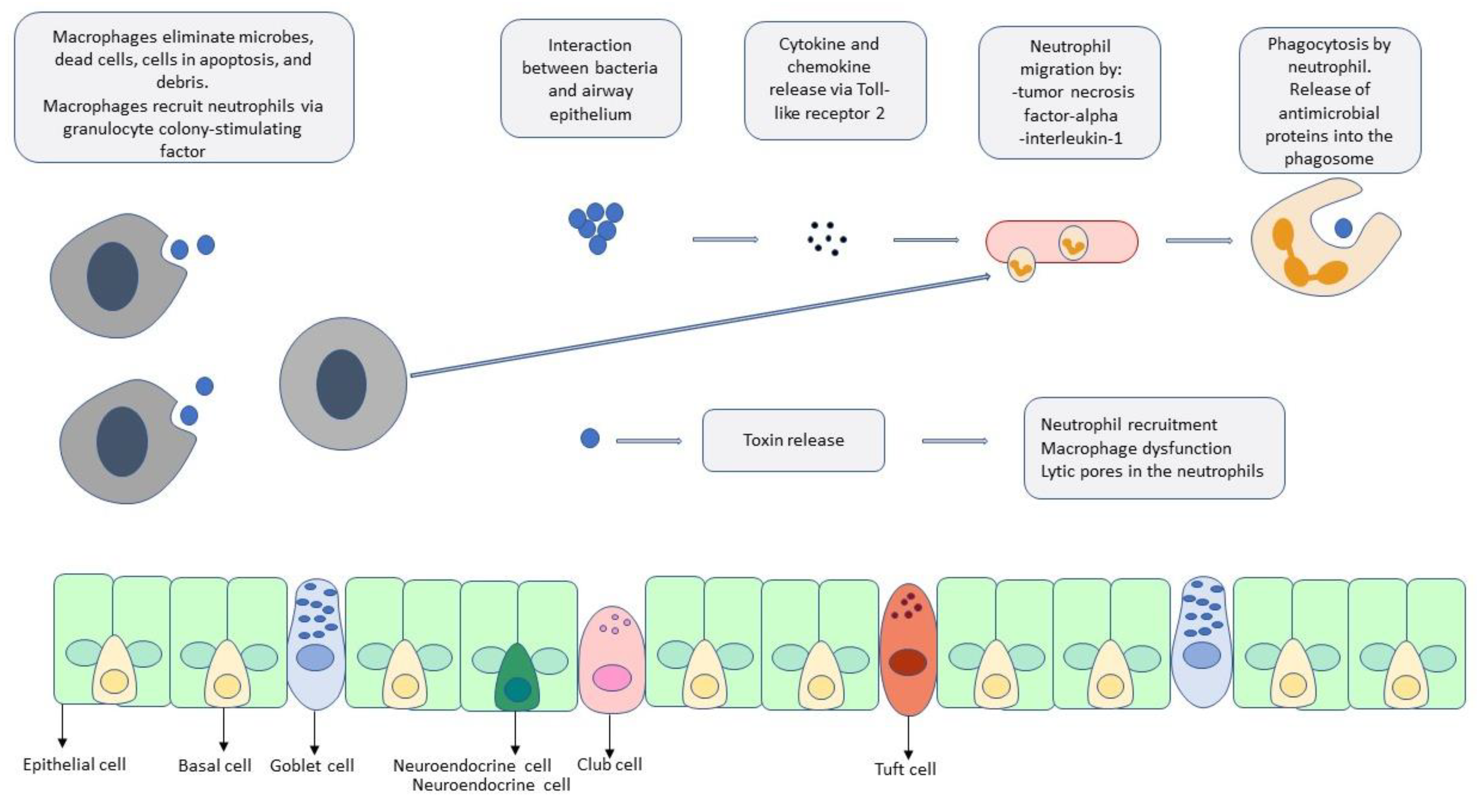 Pathogens 13 00984 g001 Pathogens 13 00984 g001