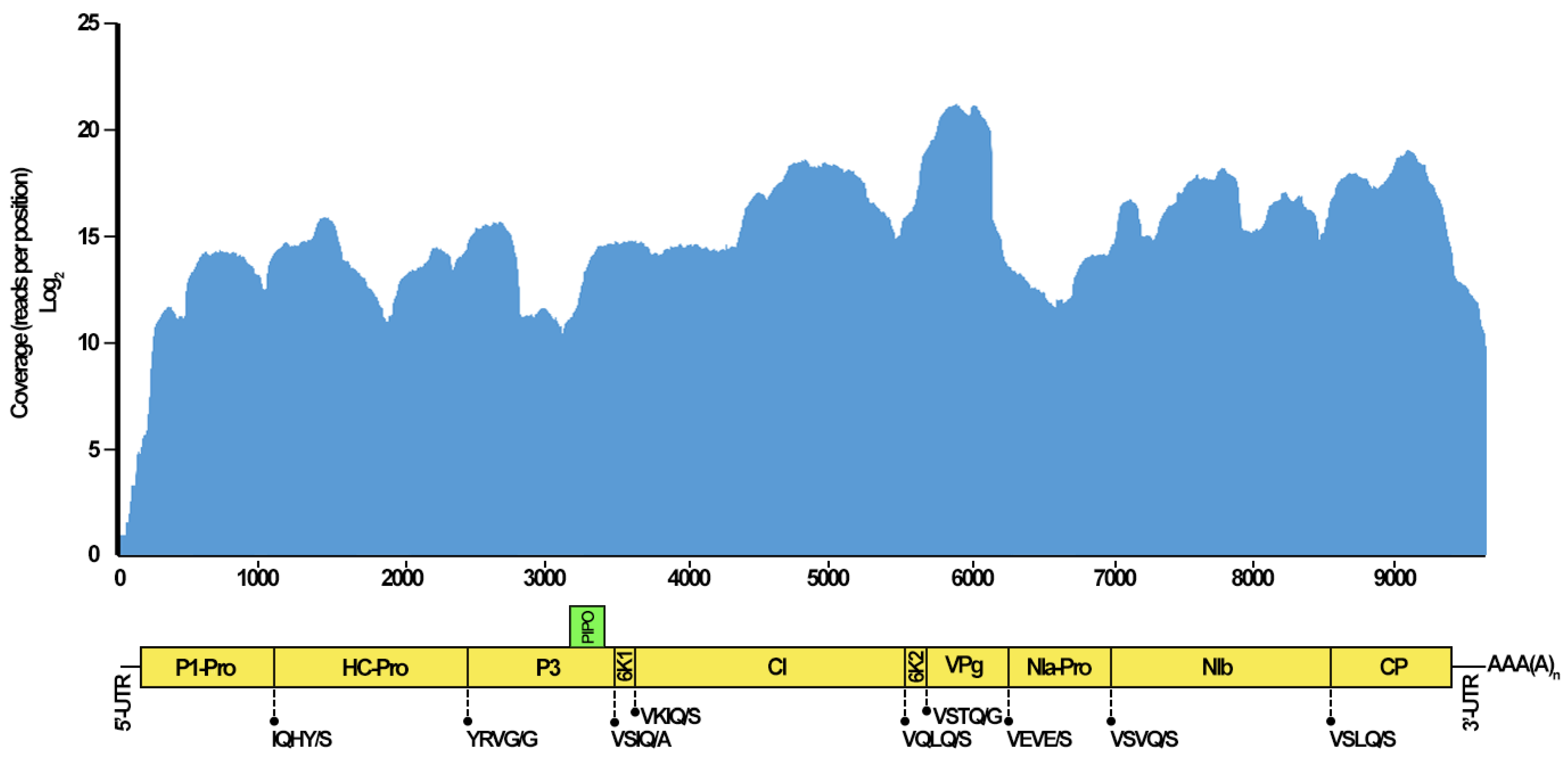 Pathogens 13 01001 g002 Pathogens 13 01001 g002
