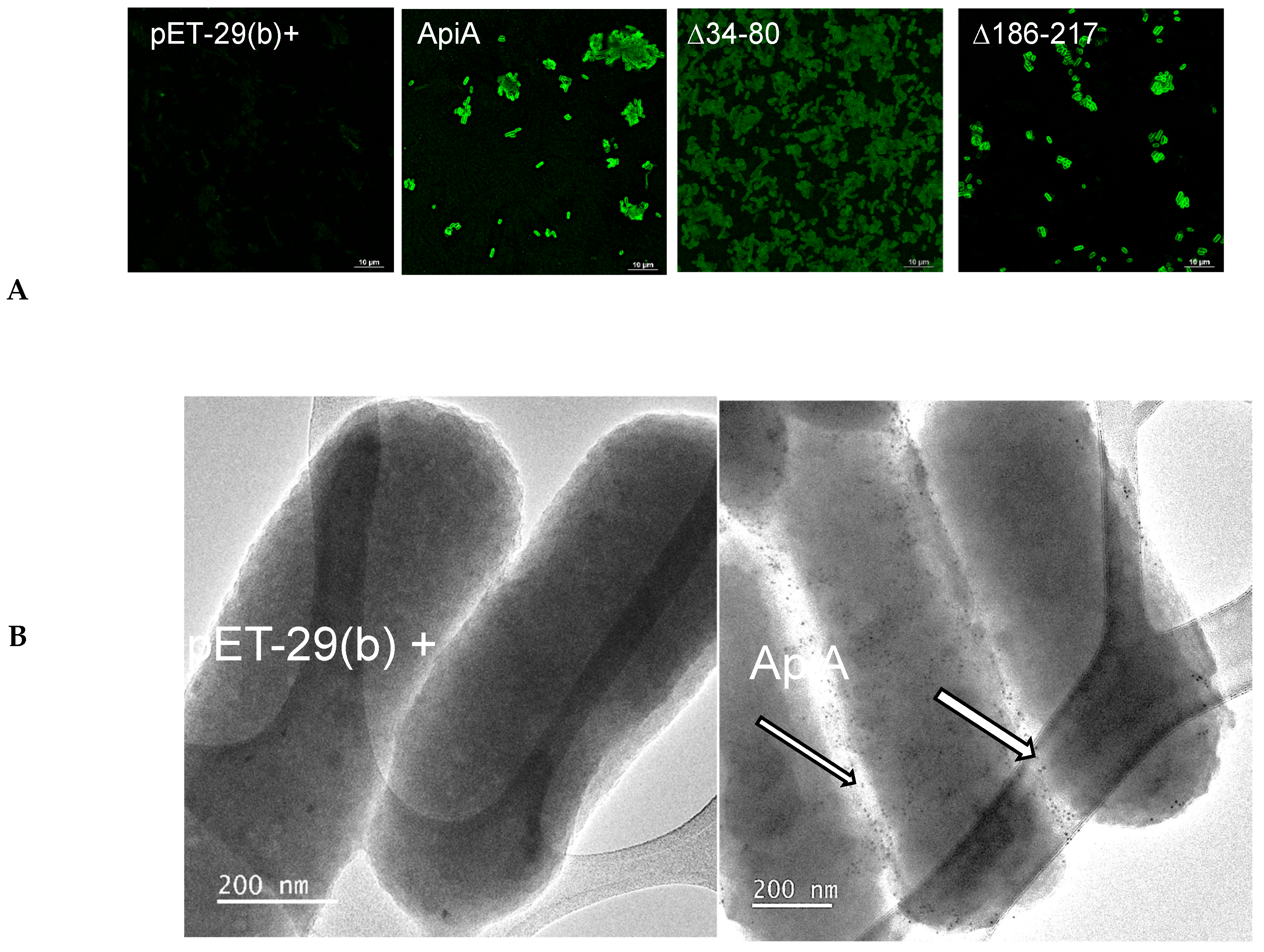 Pathogens 13 01011 g002