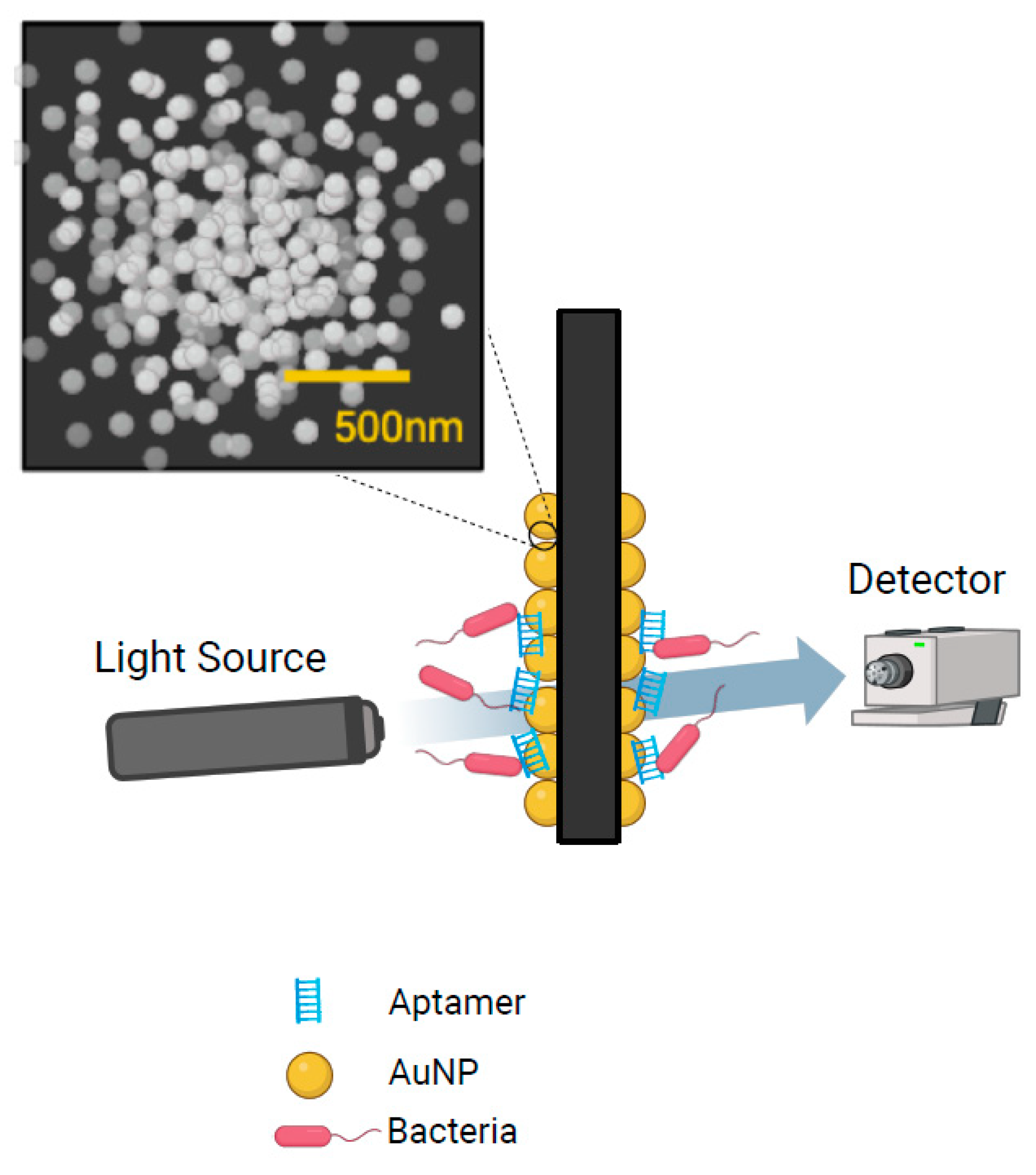 Pathogens 13 01075 g002