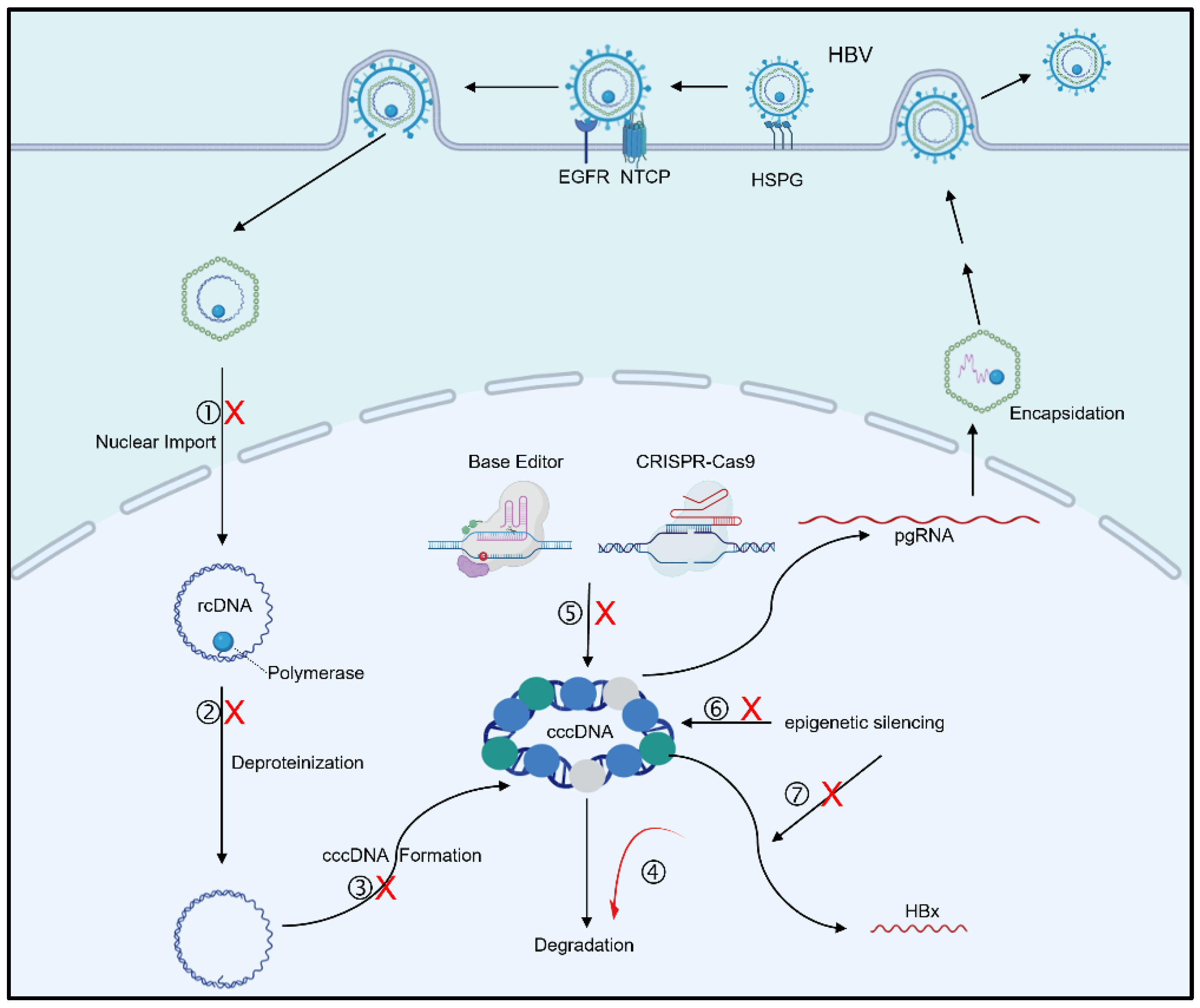 Pathogens 13 01100 g002