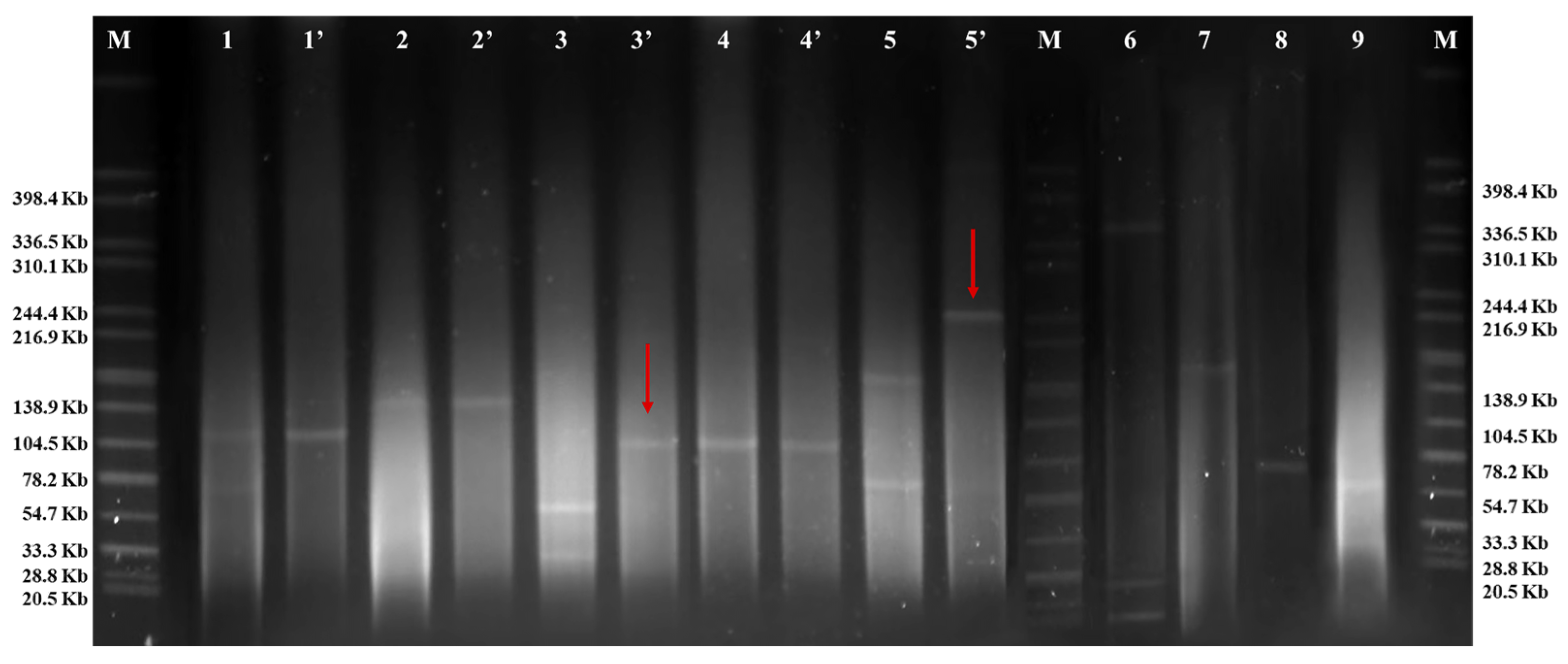 Pathogens 13 01126 g002