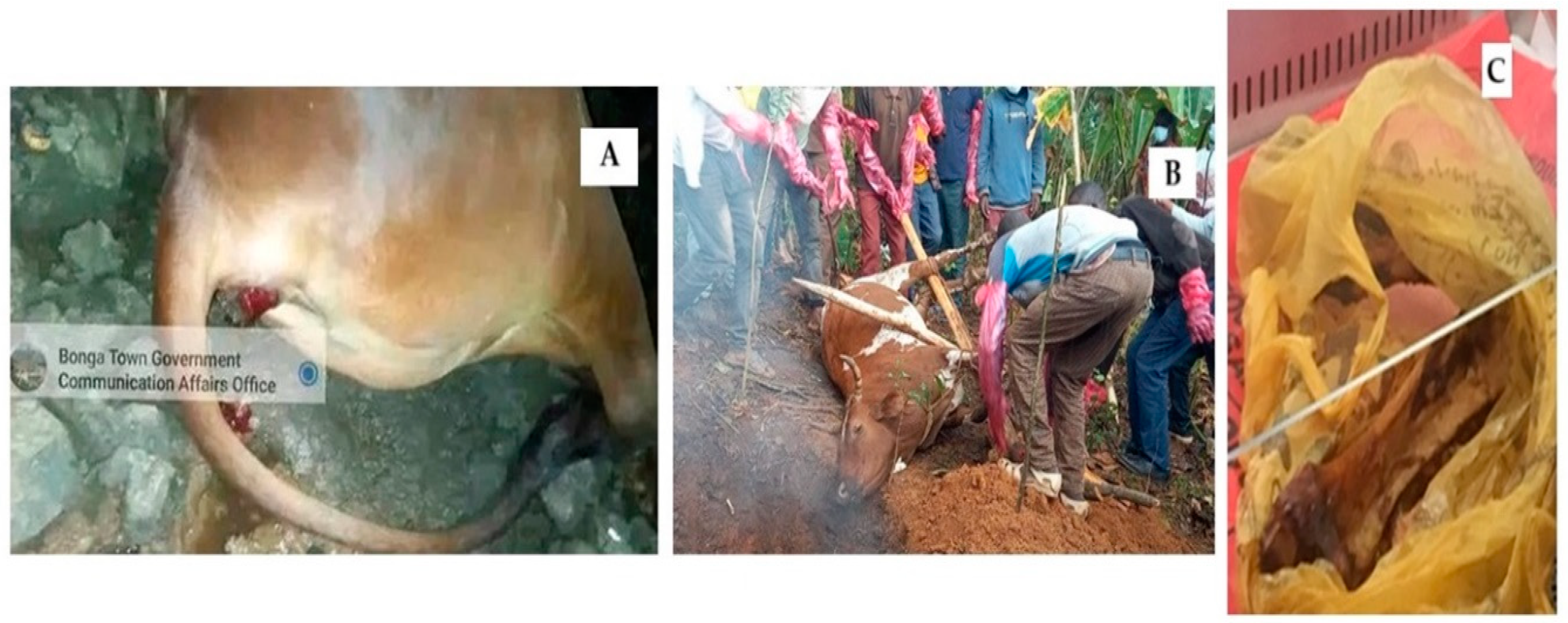 Pathogens 14 00039 g002 Pathogens 14 00039 g002