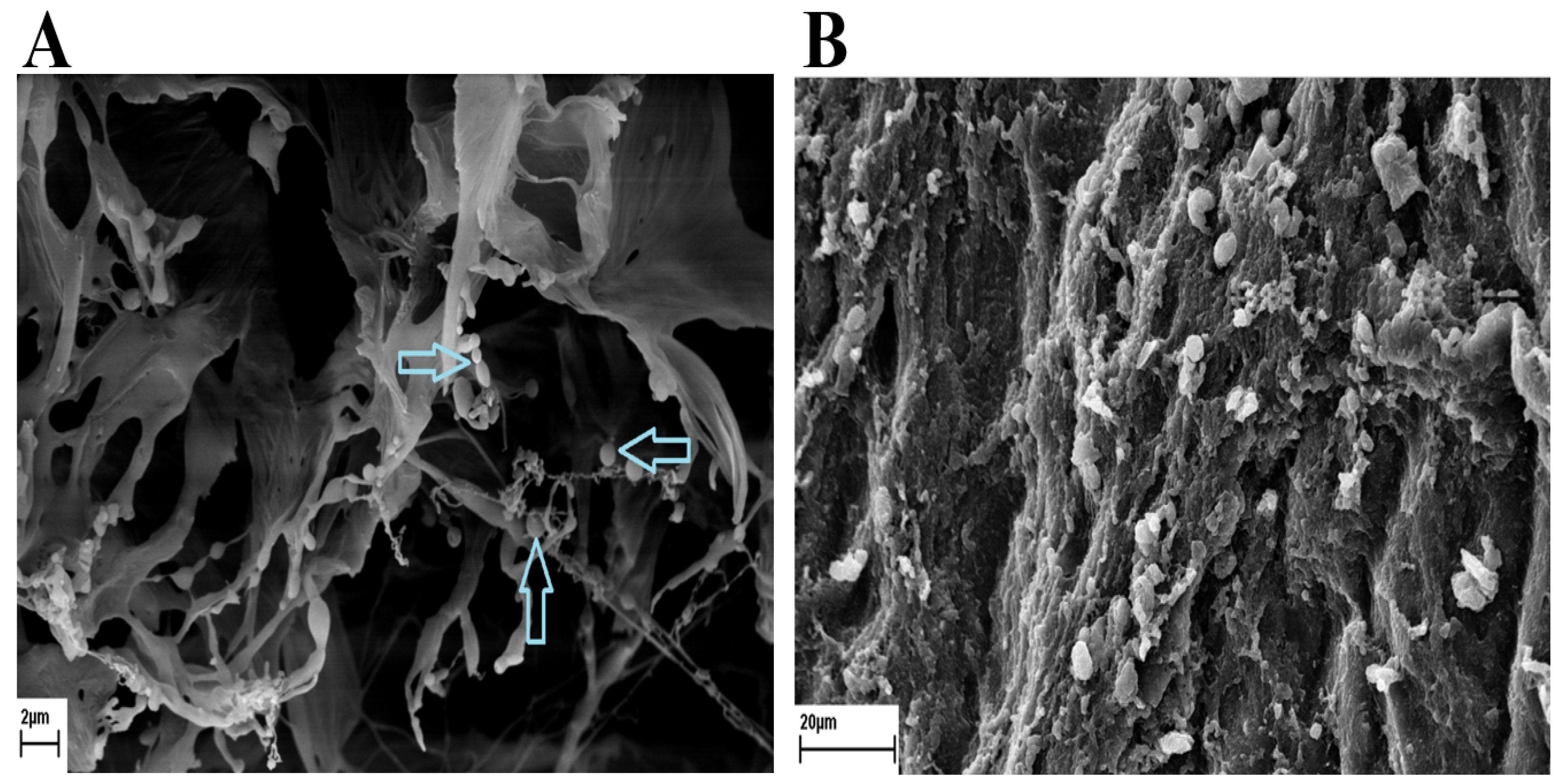 Pathogens 14 00240 g002