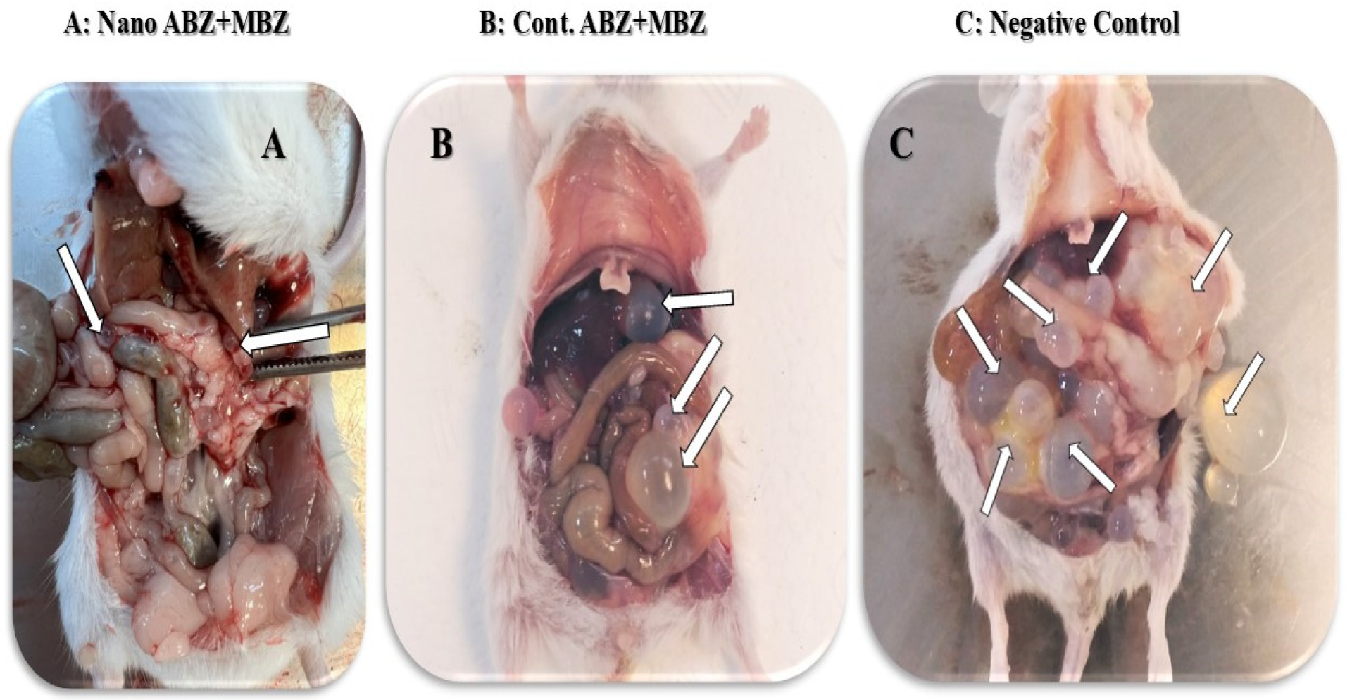 Pathogens 14 00240 g009