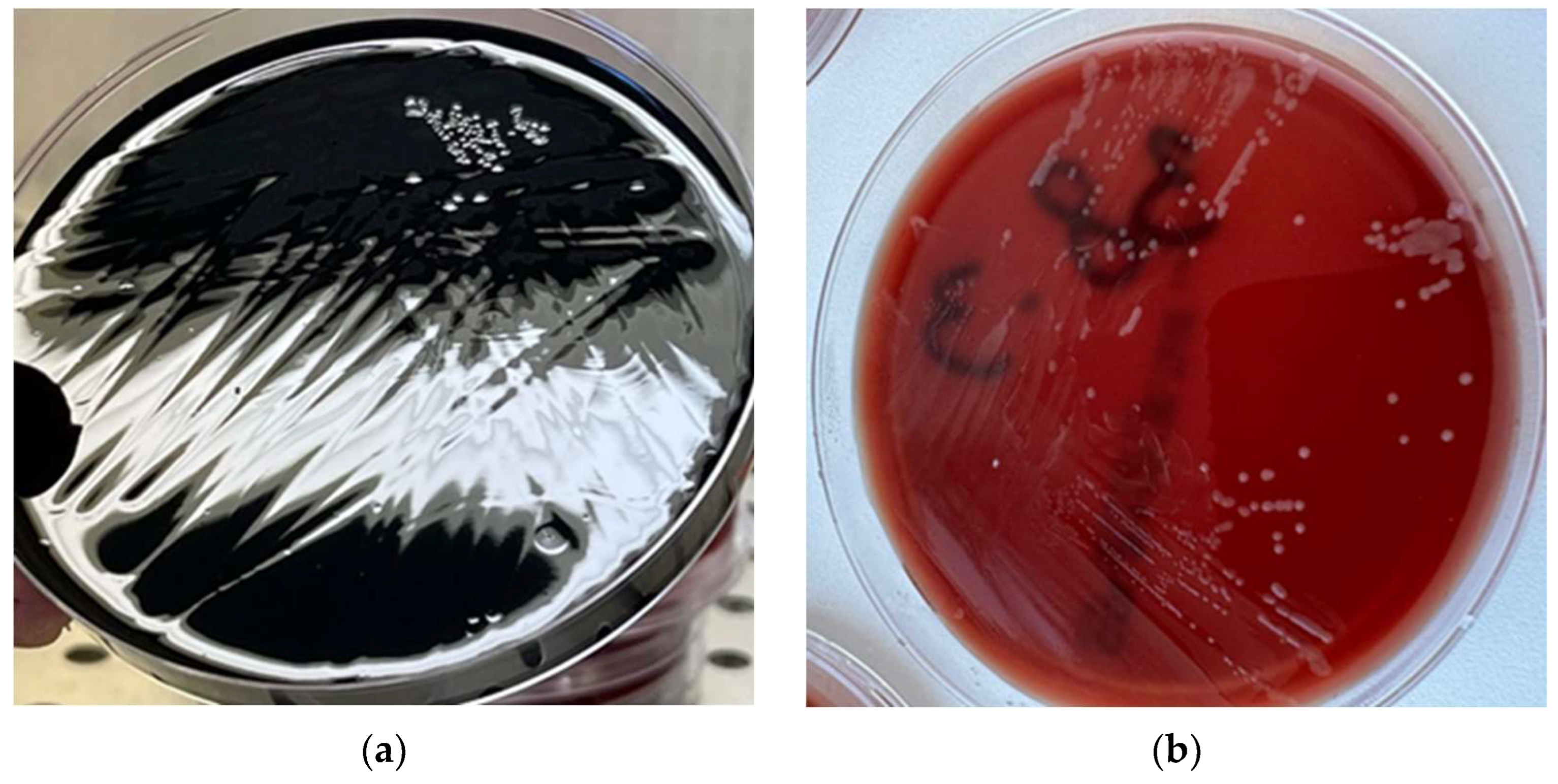 Pathogens 14 00316 g001