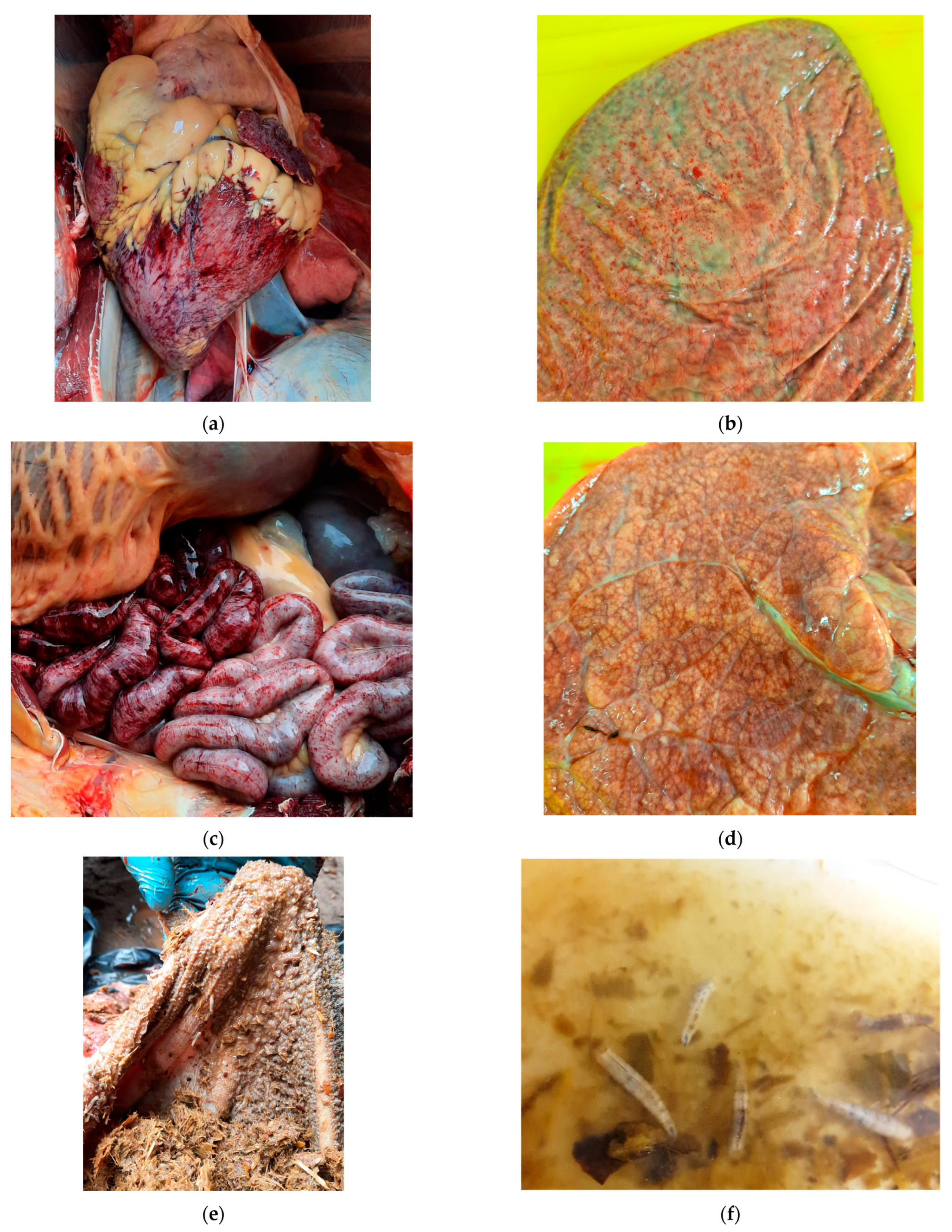 Pathogens 14 00377 g004