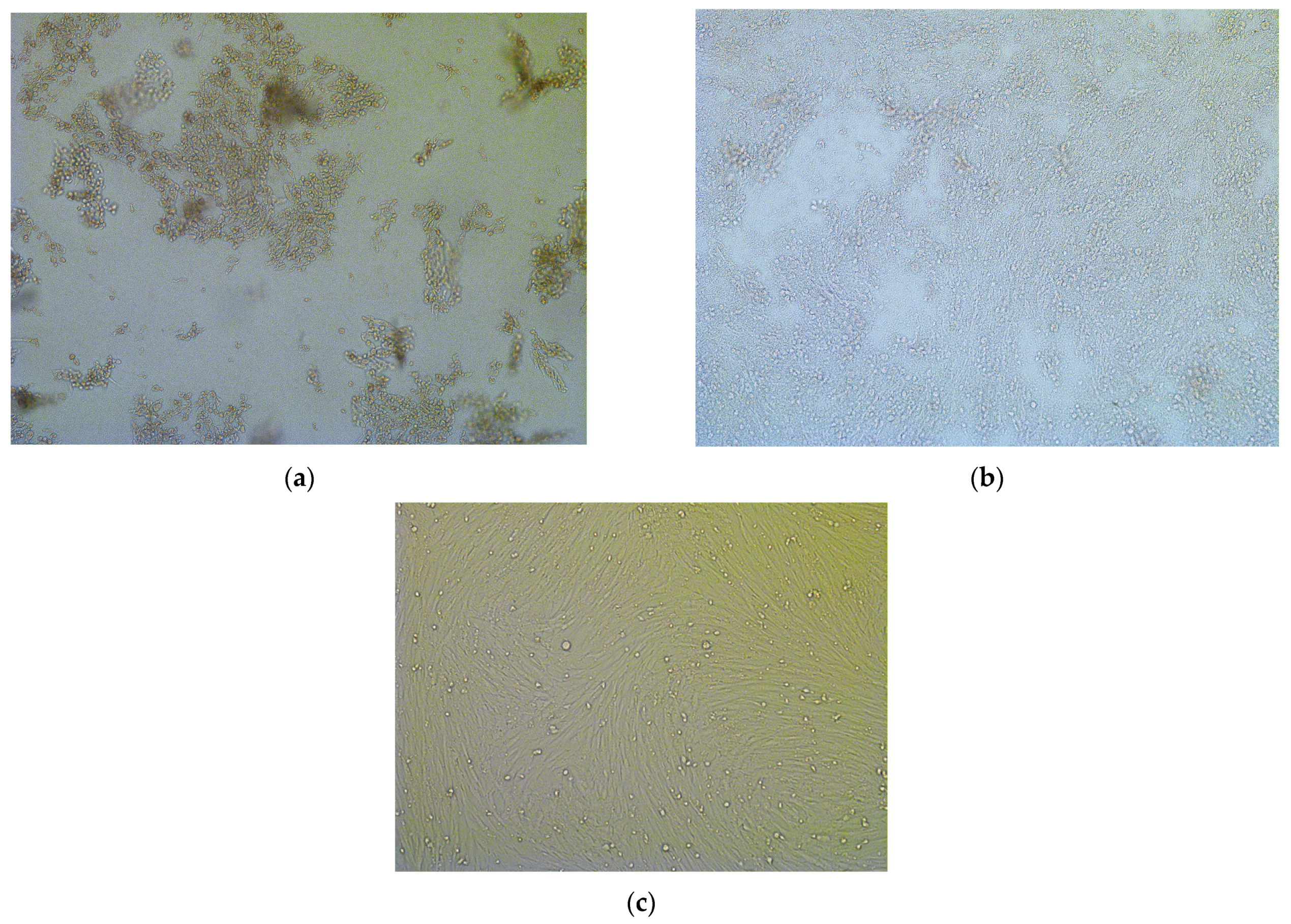 Pathogens 14 00377 g006