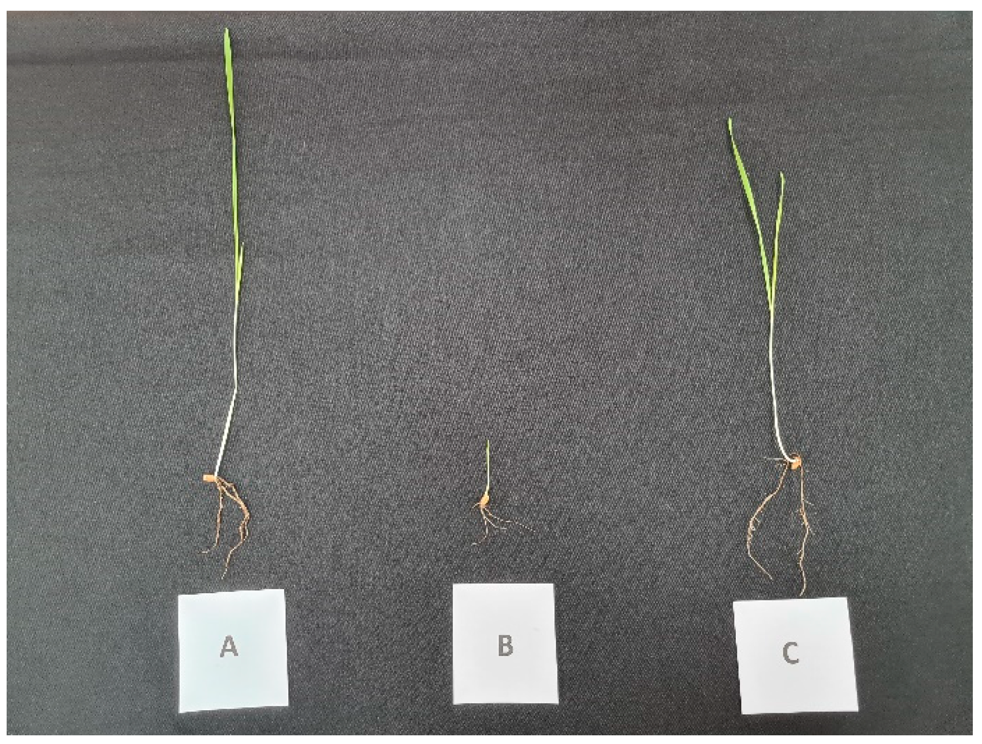 Pathogens 14 00383 g004