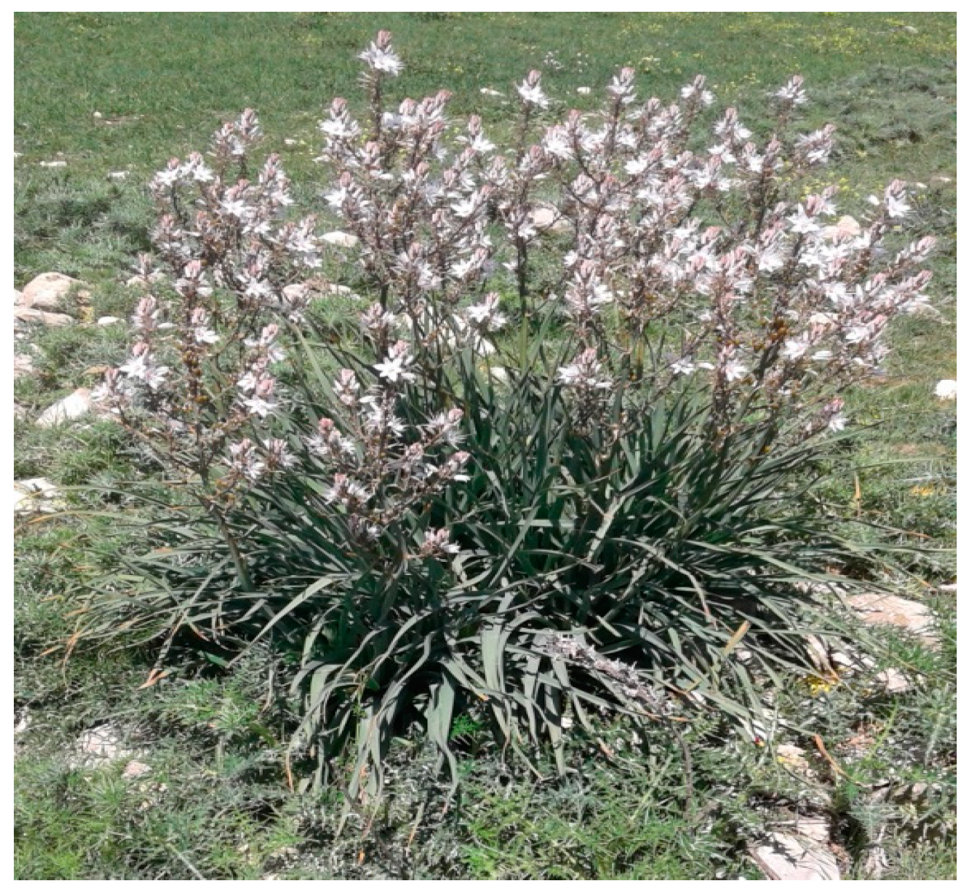 Pathogens 14 00401 g001