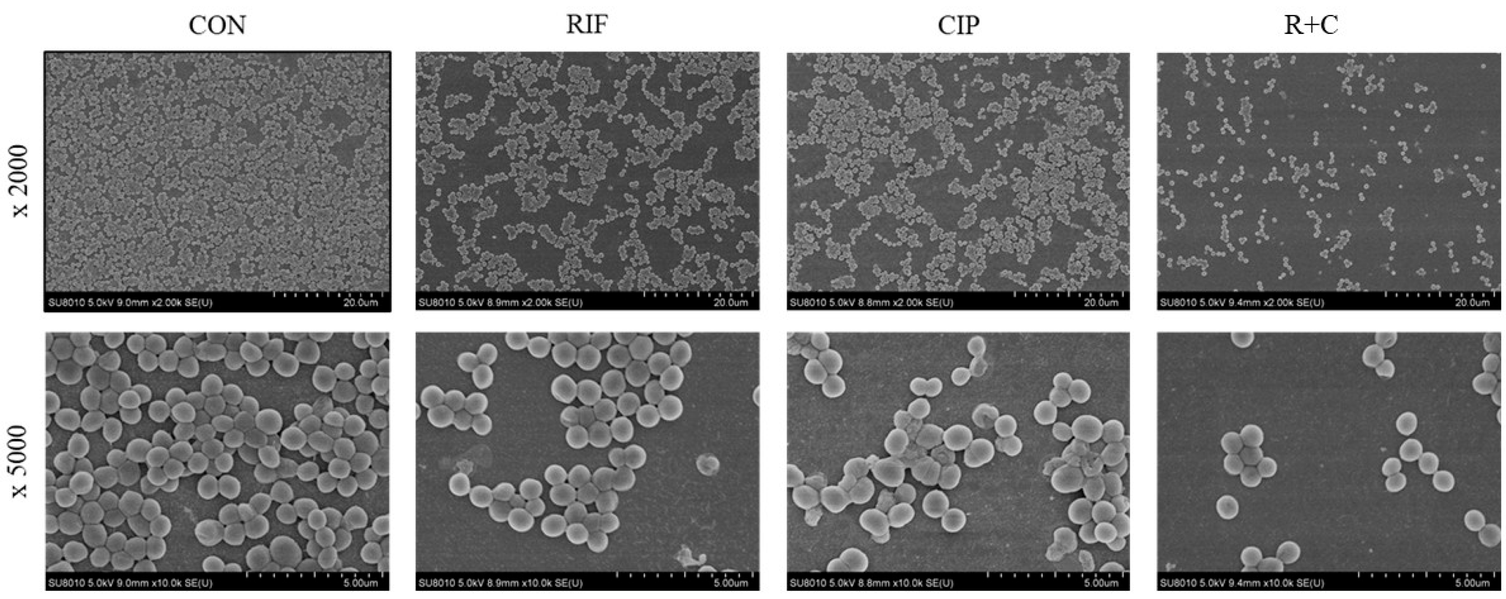 Pathogens 14 00404 g002