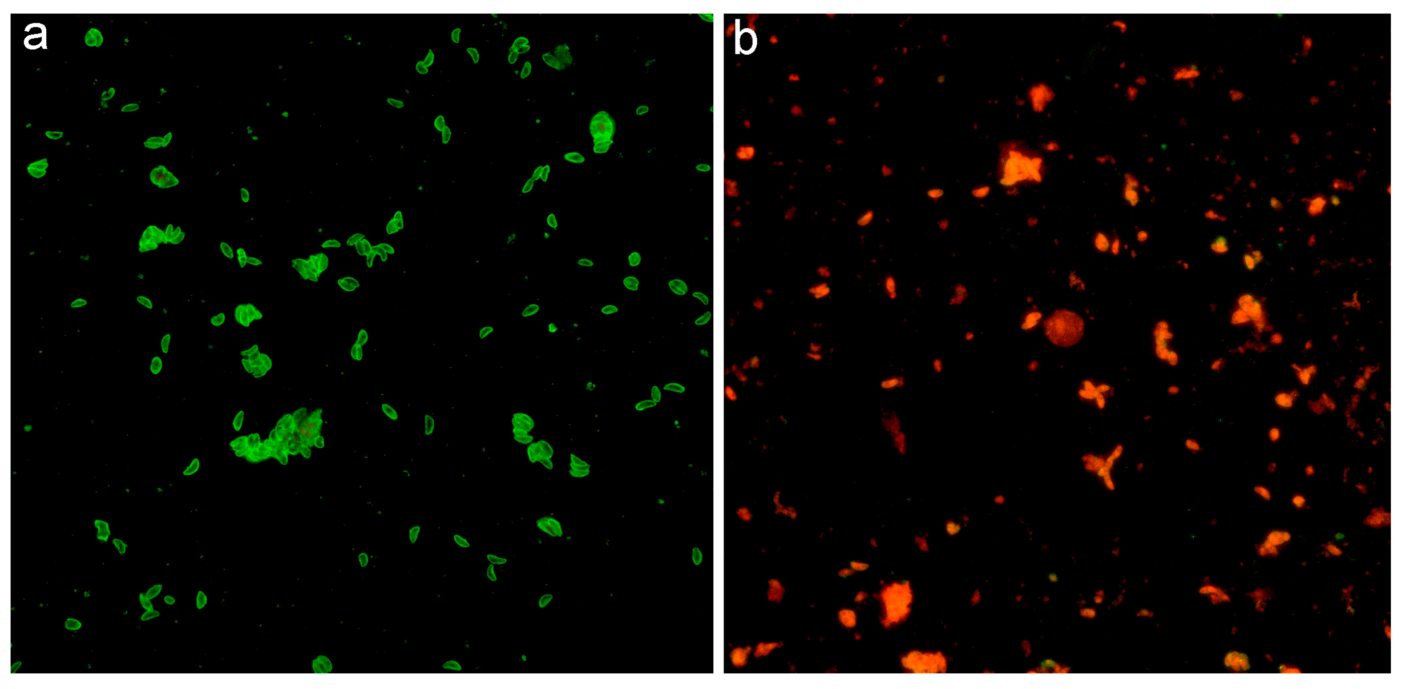 Pathogens 14 00427 g002 Pathogens 14 00427 g002