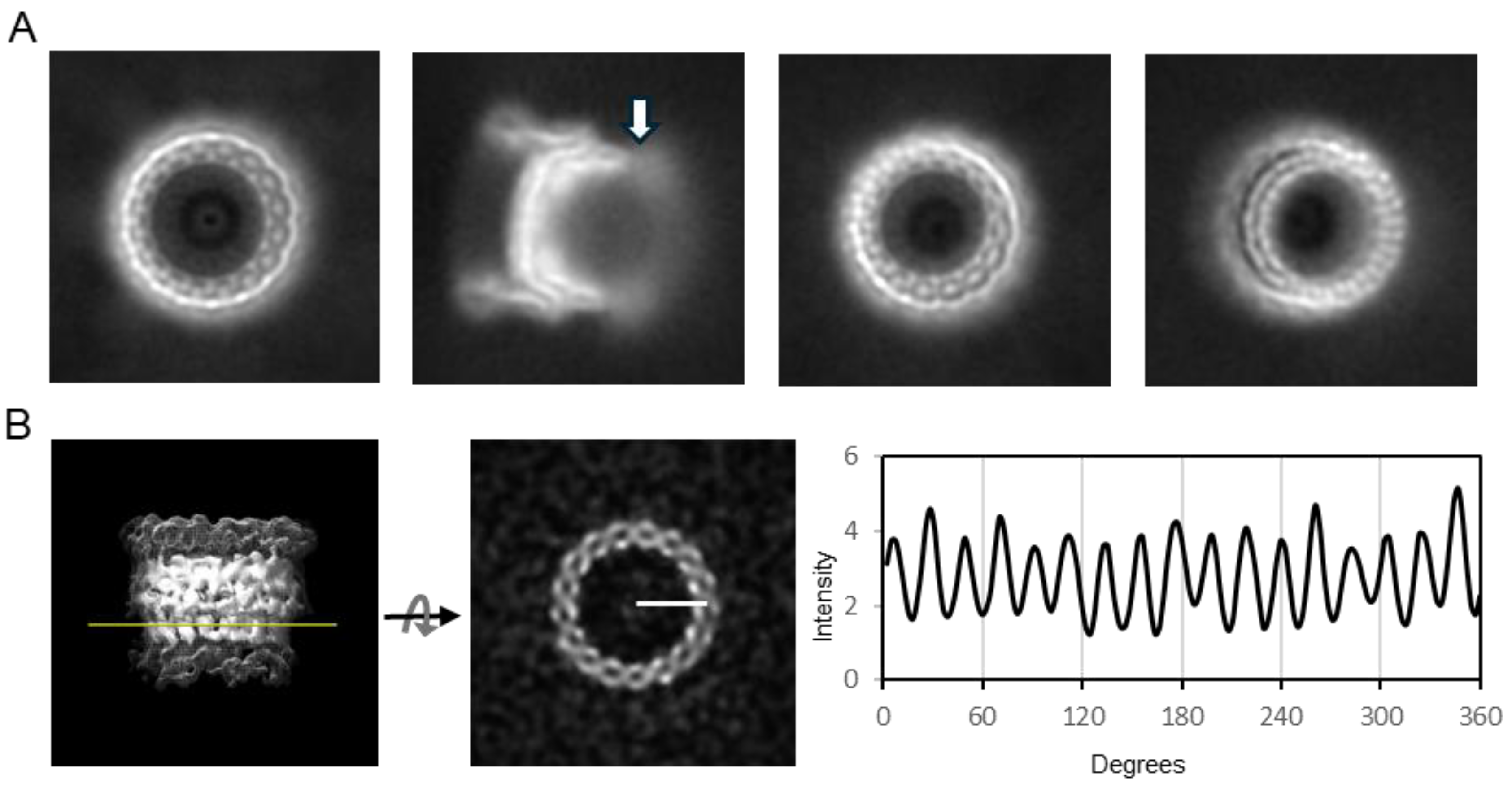 Pathogens 14 00471 g003 Pathogens 14 00471 g003