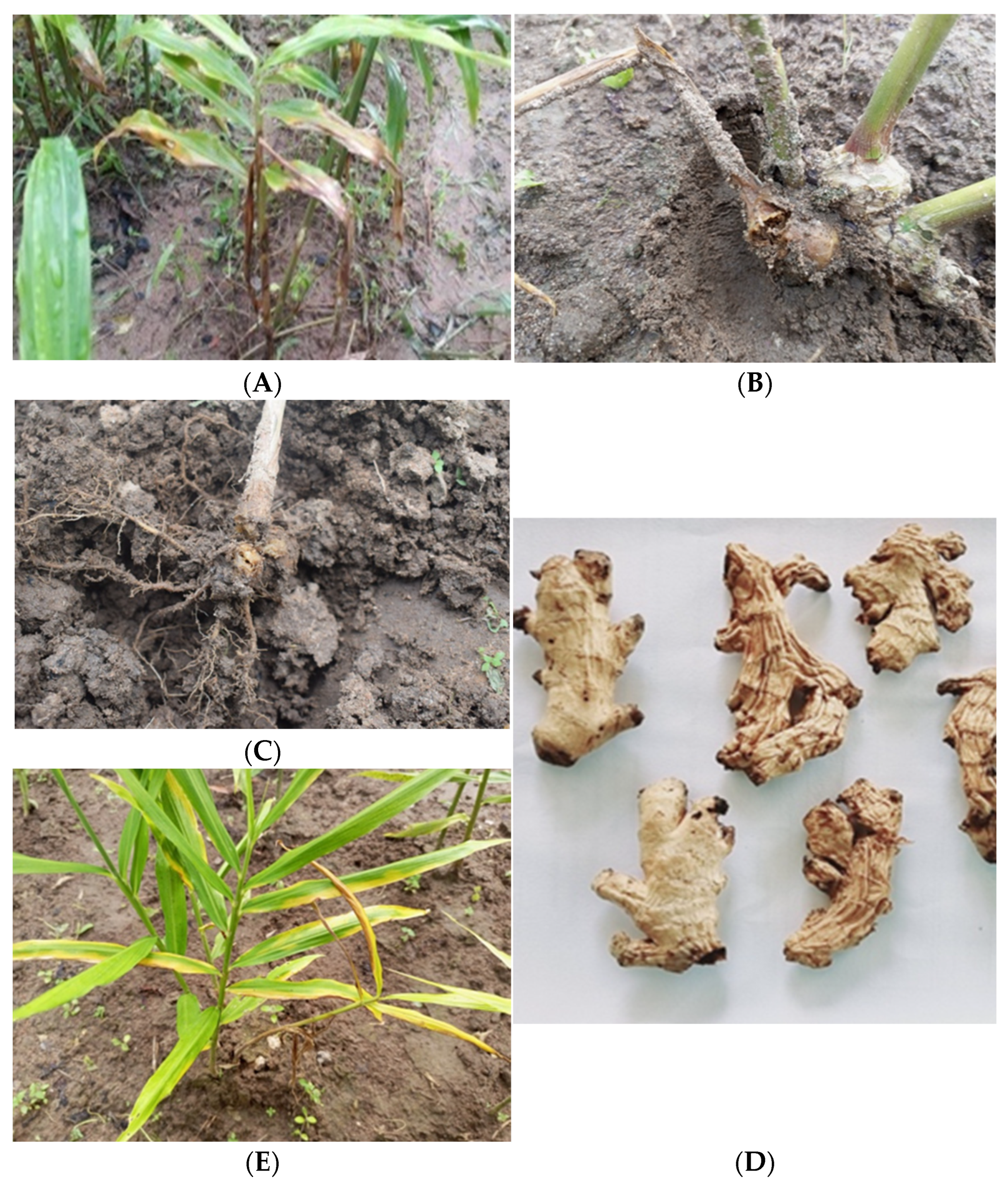 Pathogens 14 00544 g002