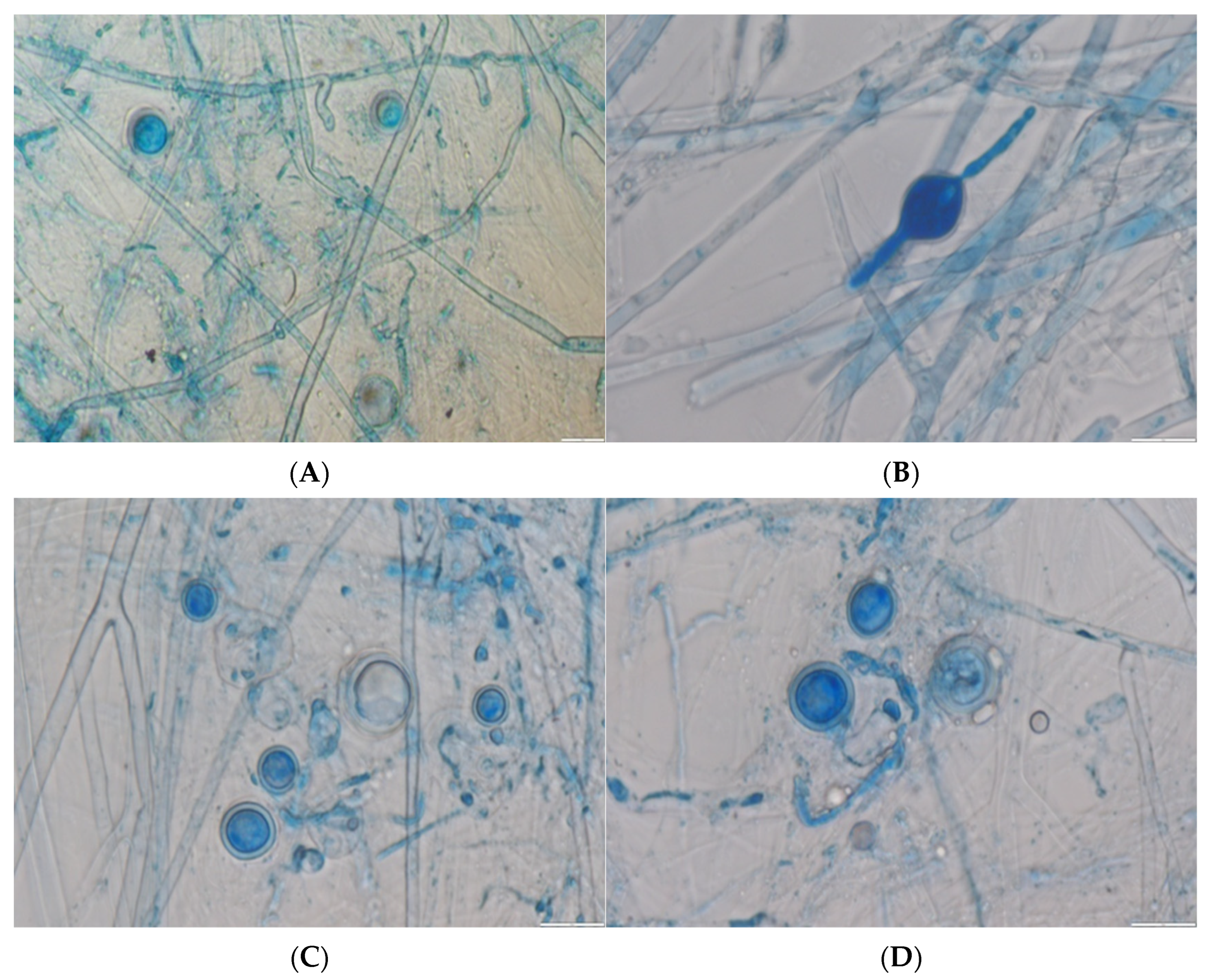Pathogens 14 00544 g003