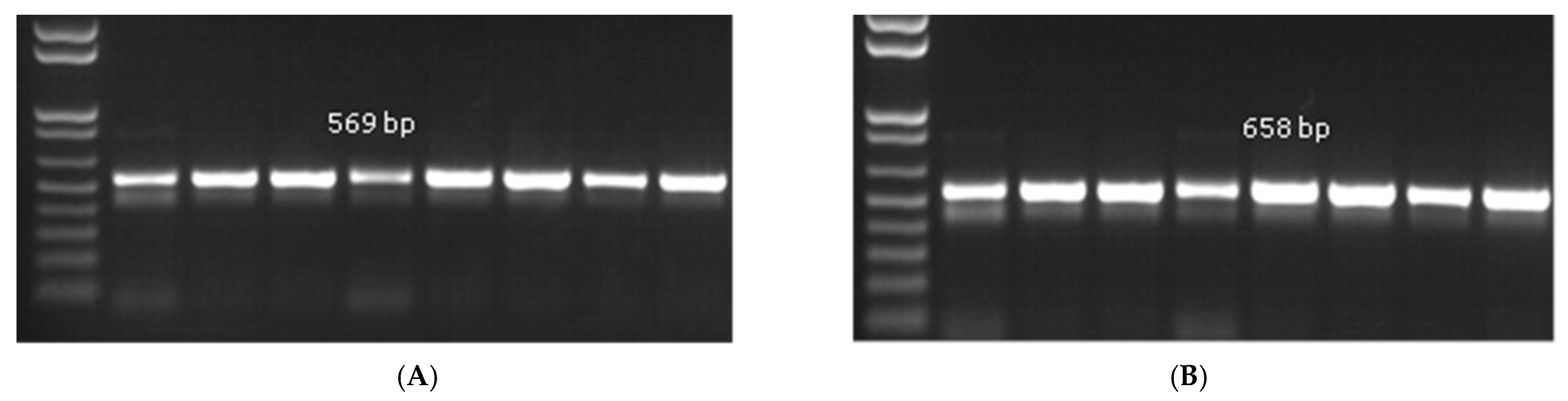 Pathogens 14 00544 g004