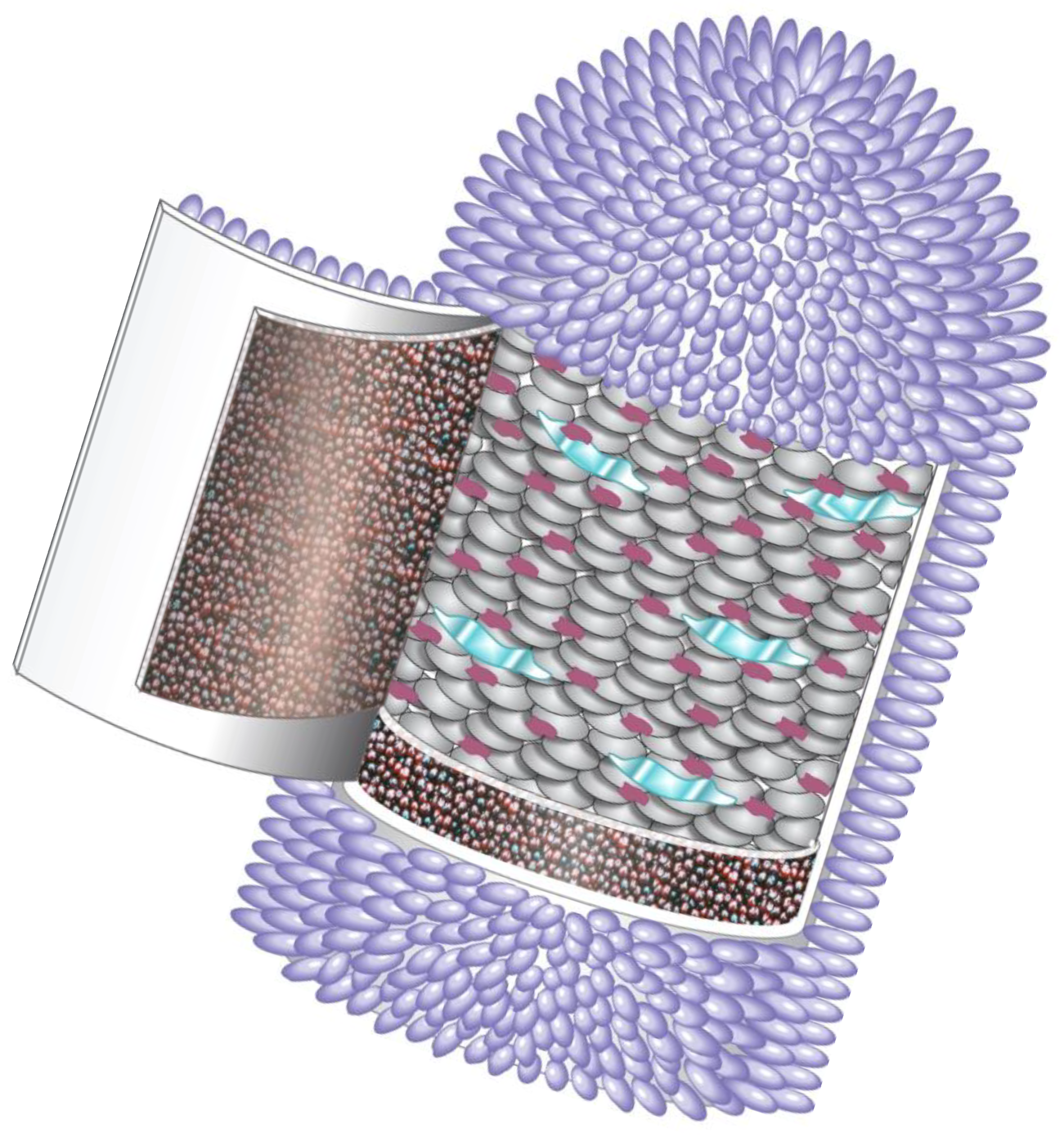 Pathogens 14 00586 g001 Pathogens 14 00586 g001