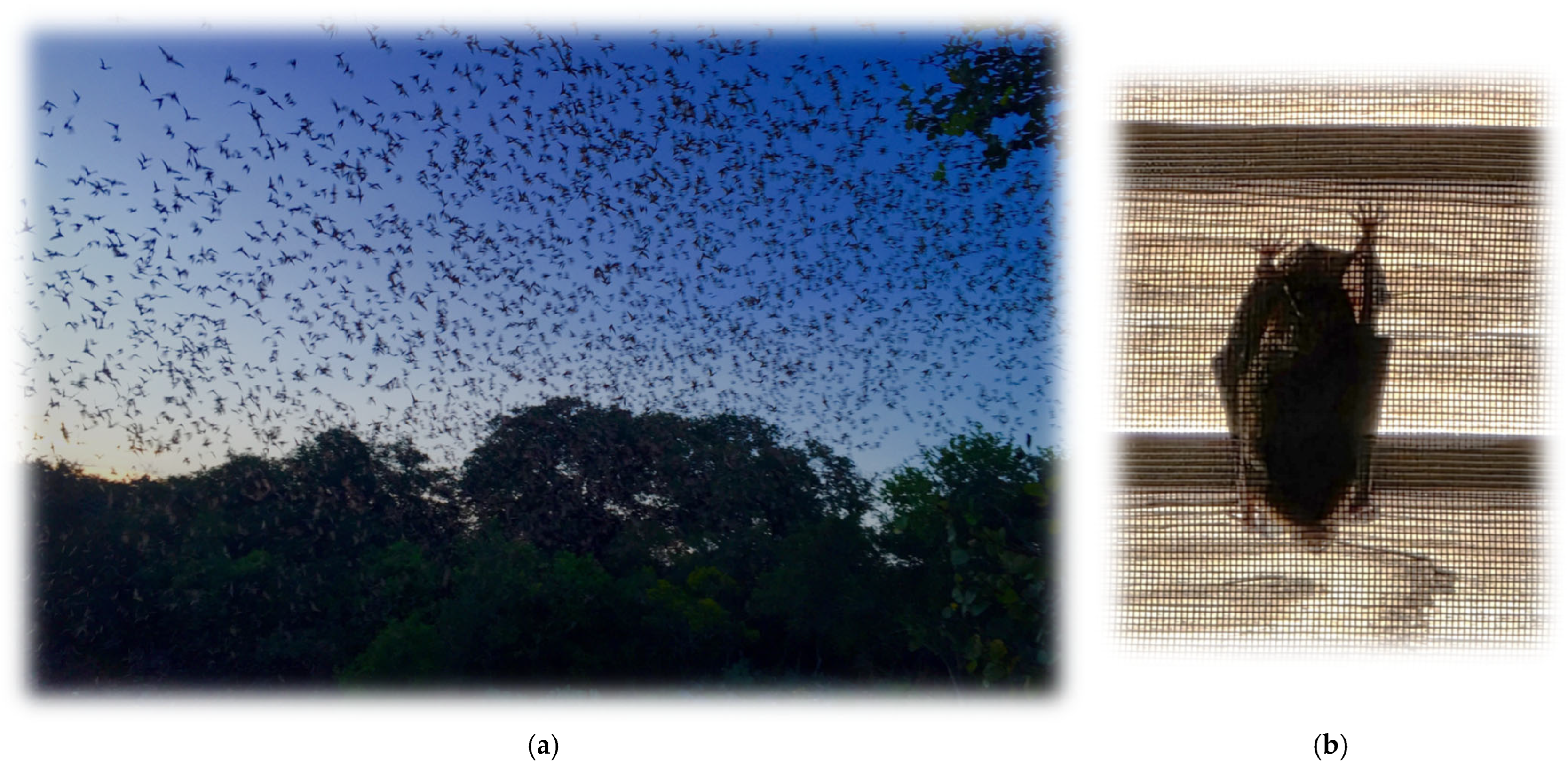 Pathogens 14 00586 g002 Pathogens 14 00586 g002