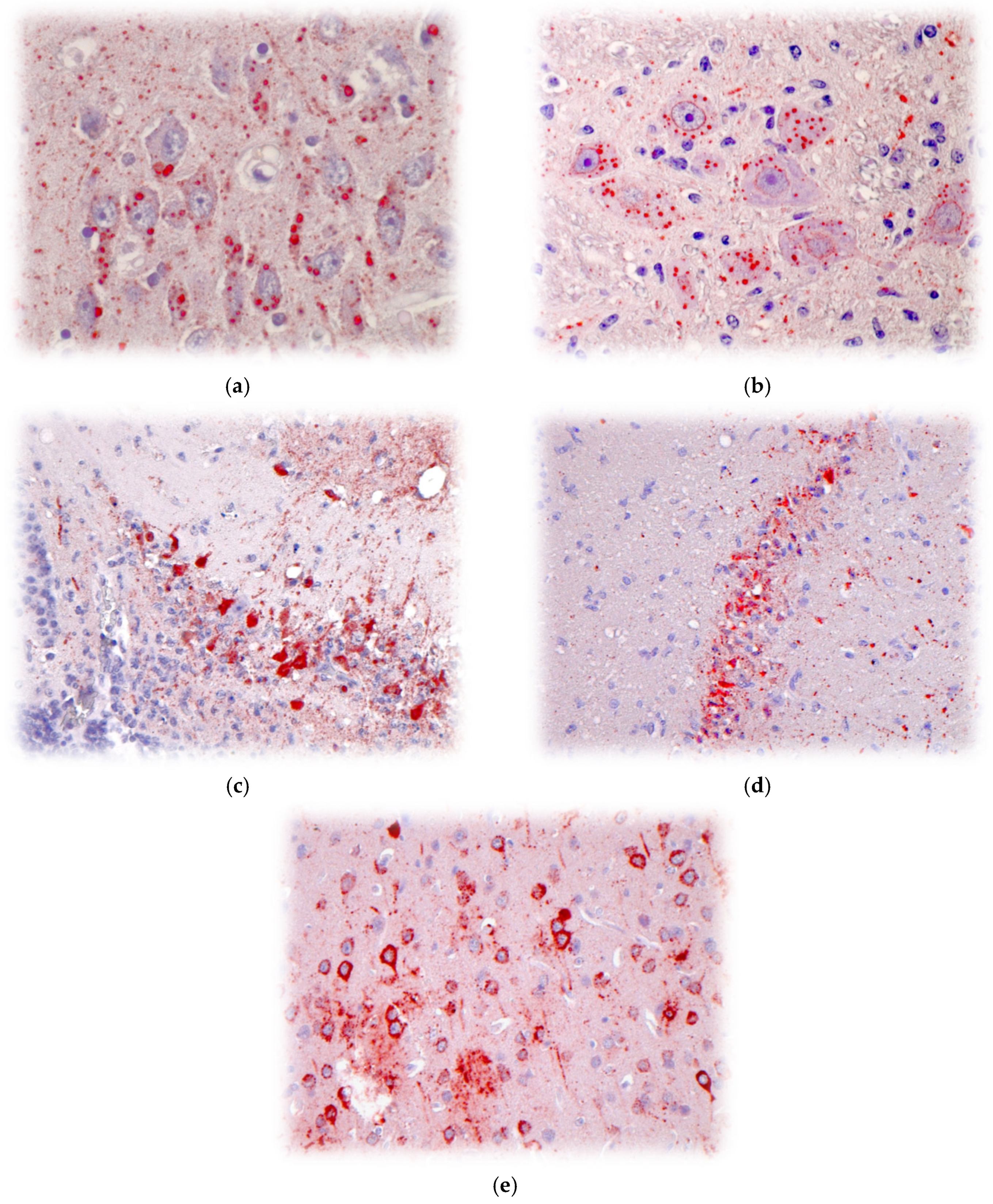 Pathogens 14 00586 g005 Pathogens 14 00586 g005
