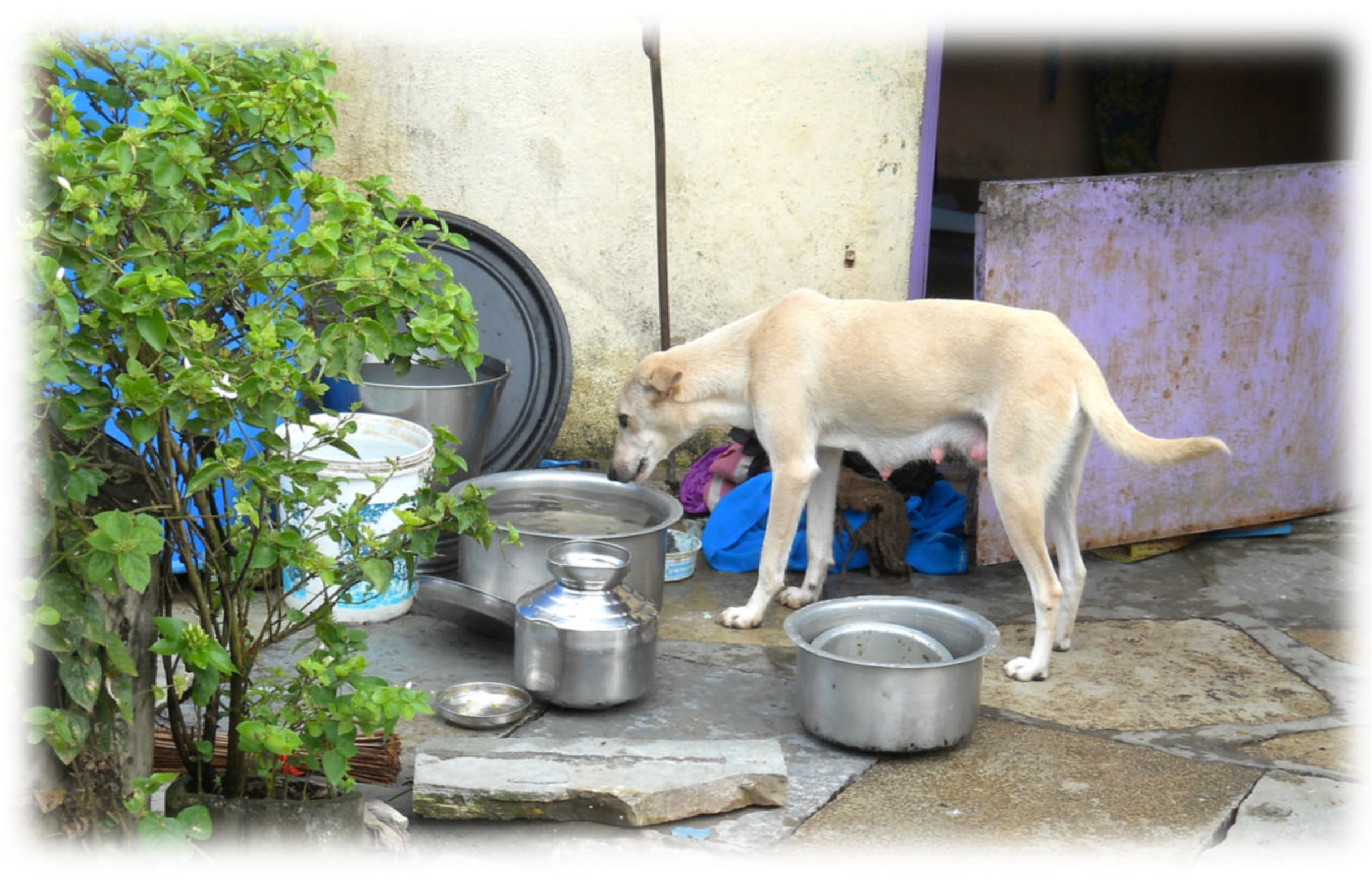 Pathogens 14 00586 g009 Pathogens 14 00586 g009