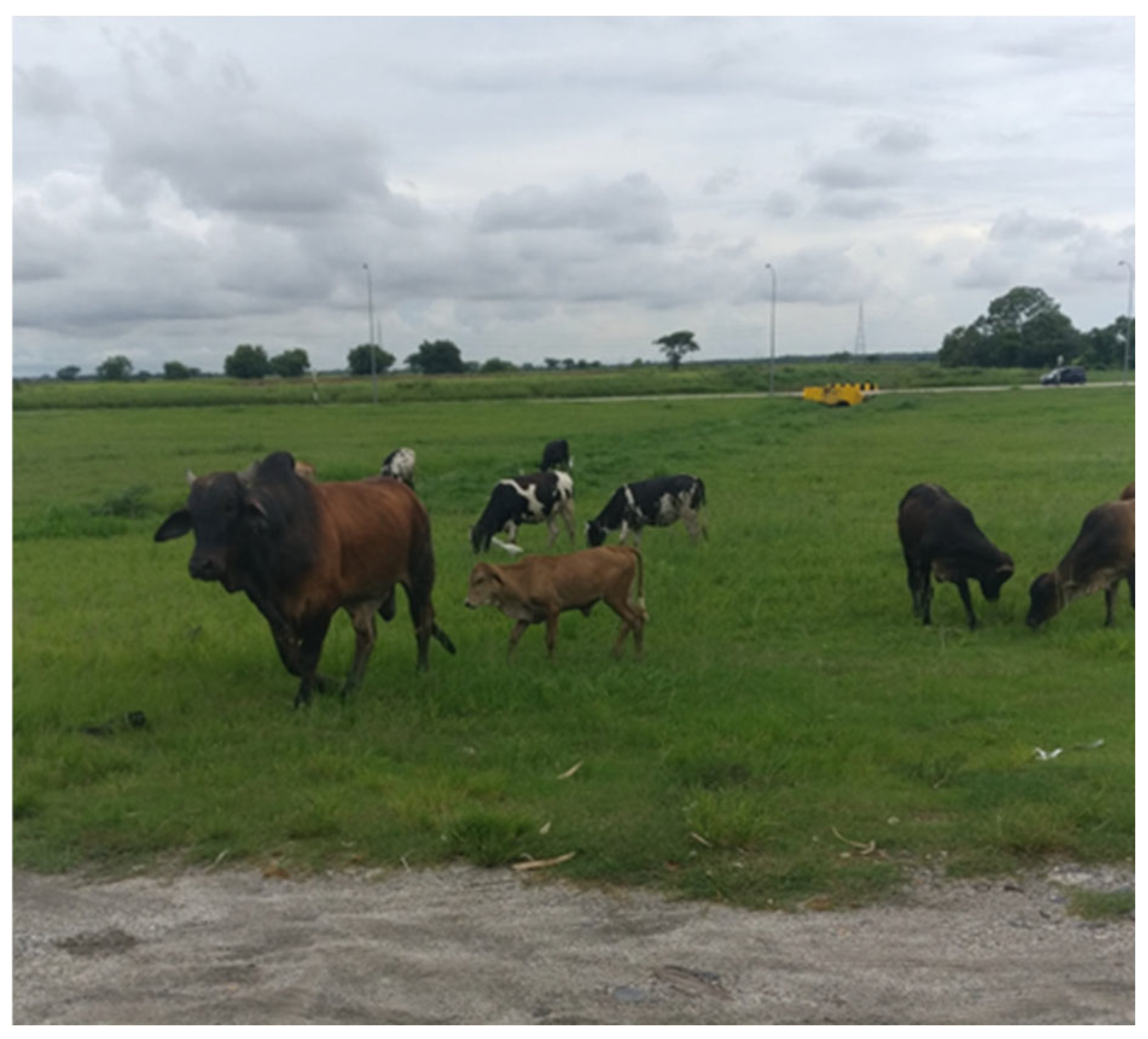 Pathogens 14 00586 g012 Pathogens 14 00586 g012