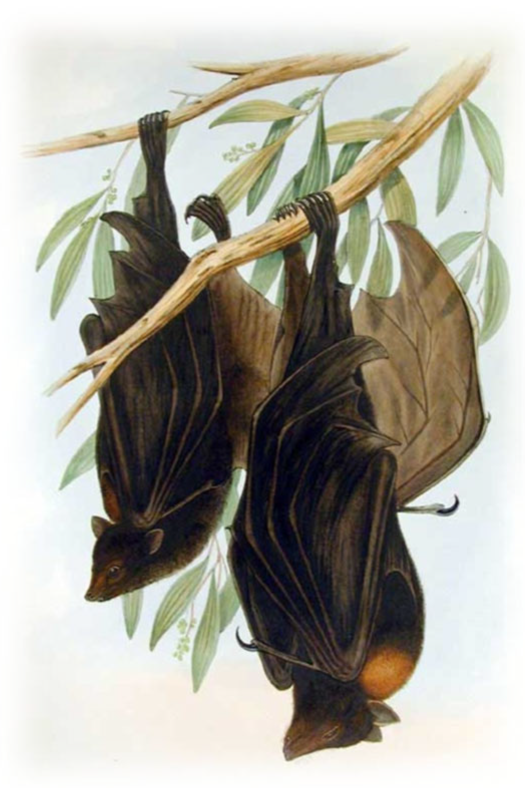 Pathogens 14 00586 g013 Pathogens 14 00586 g013