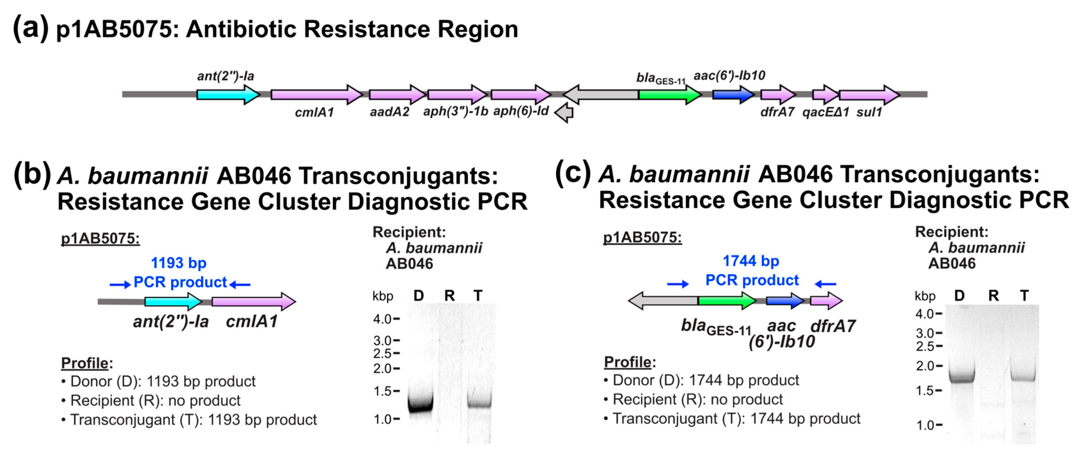 Pathogens 14 00606 g003 Pathogens 14 00606 g003