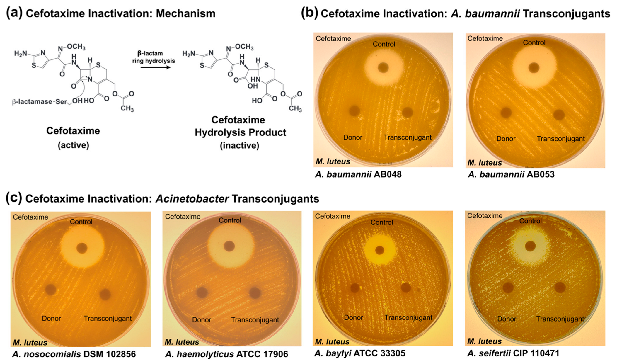 Pathogens 14 00606 g004 Pathogens 14 00606 g004